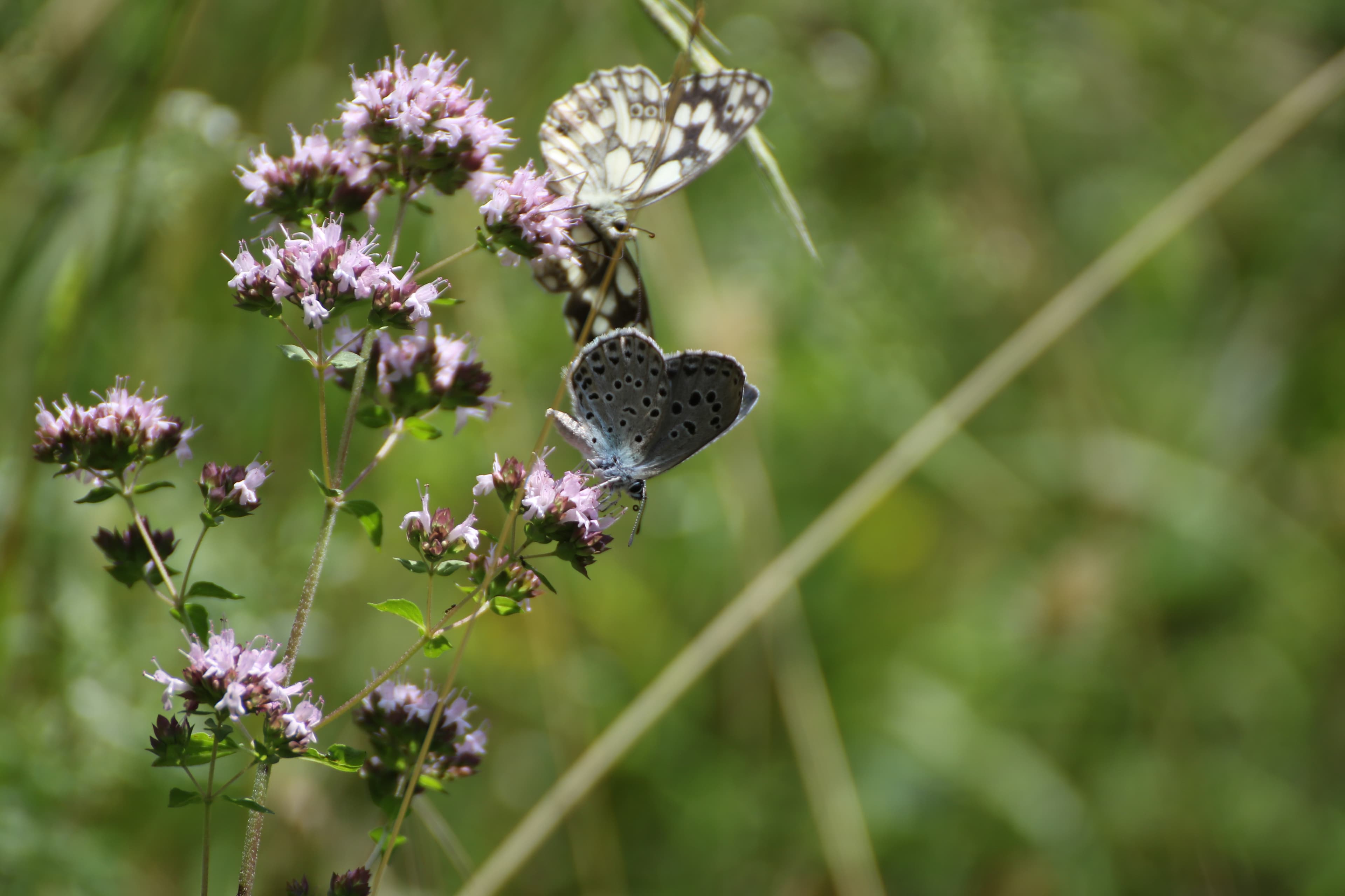 Large Blue