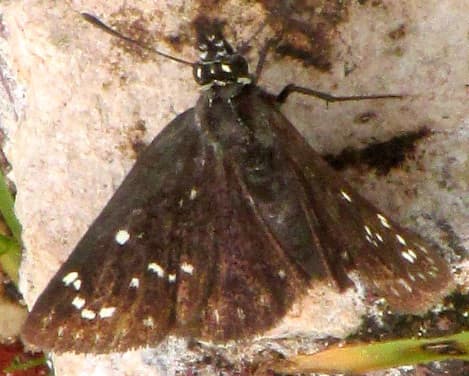 Mexican Sootywing