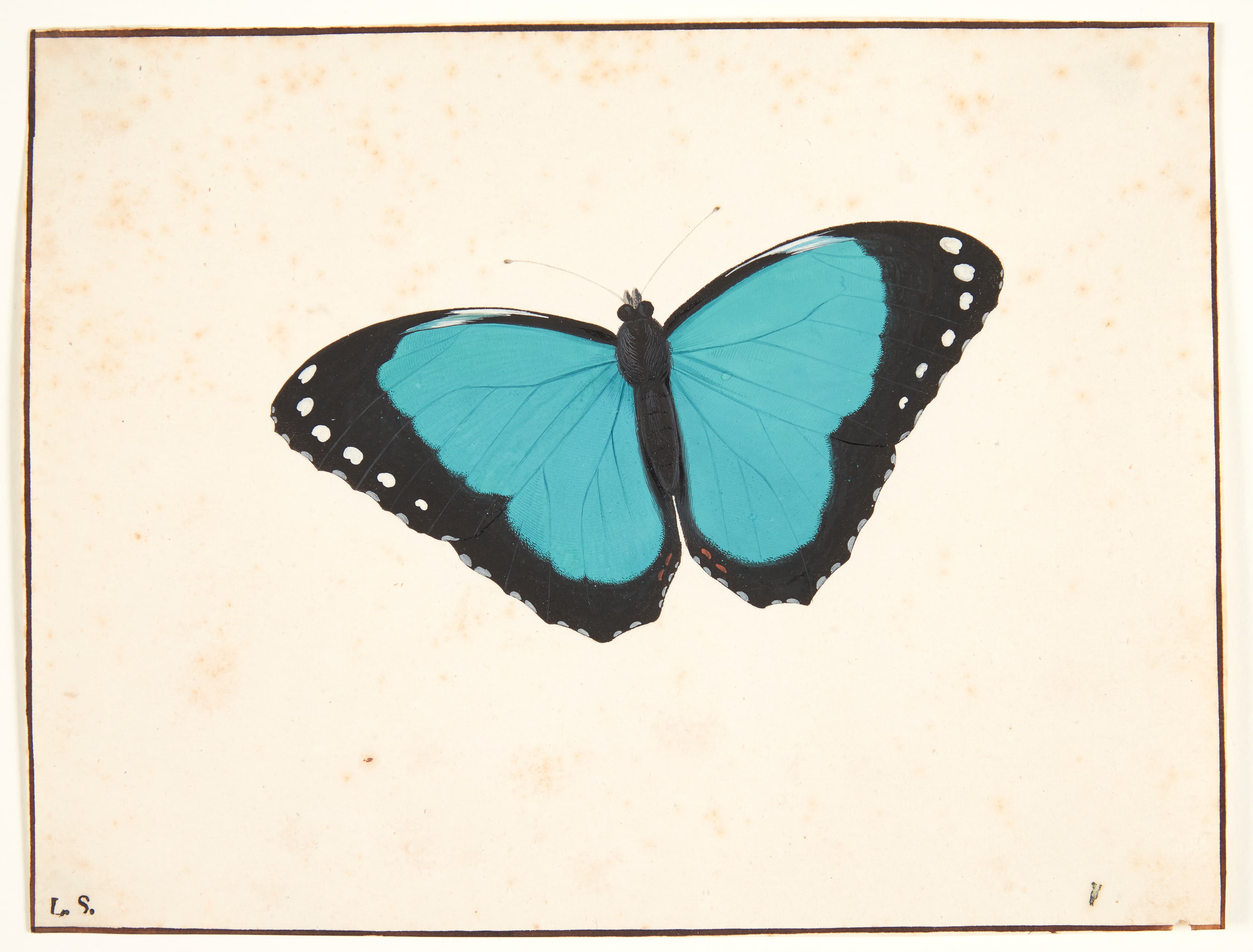 Blue Morpho