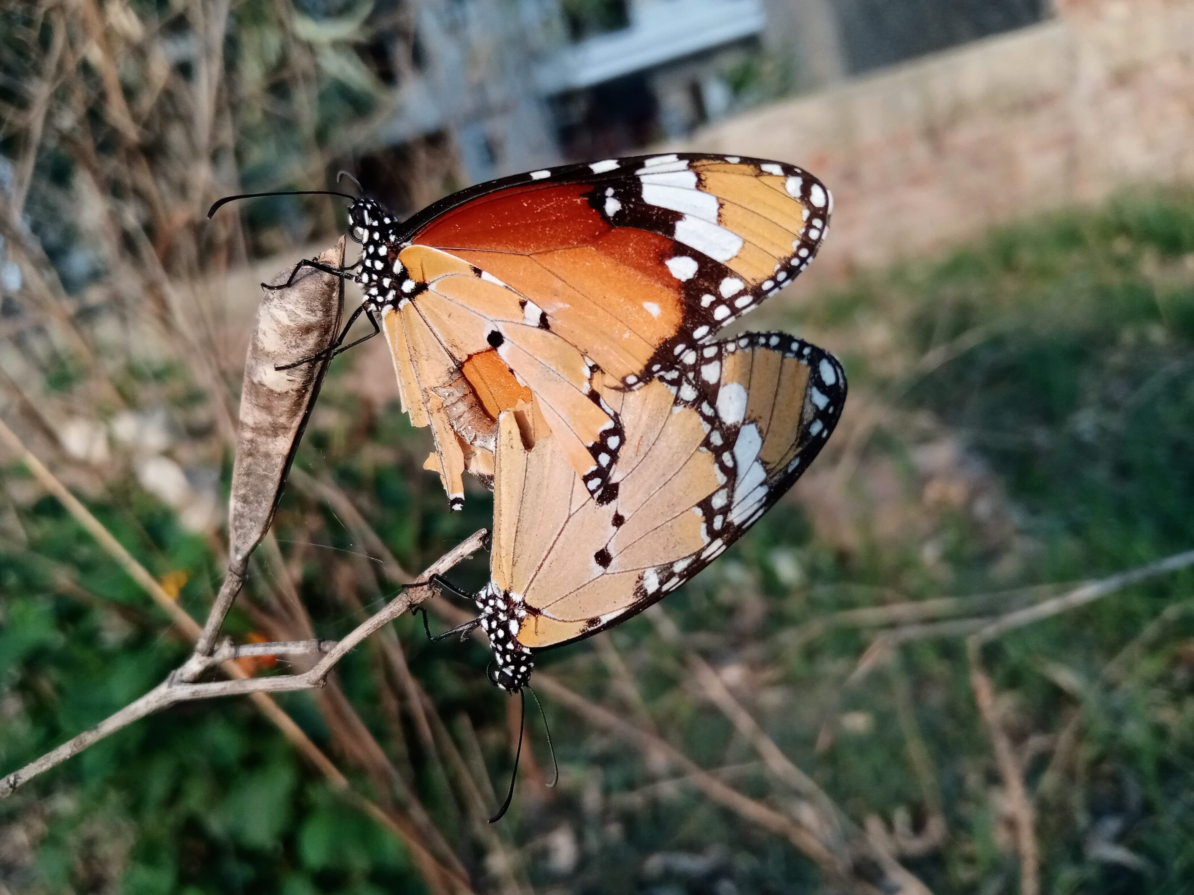 Plain Tiger