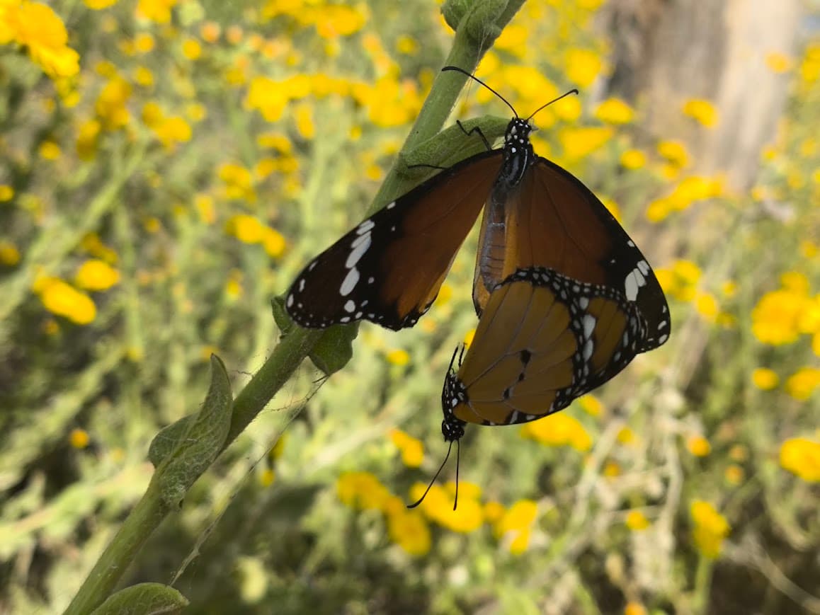 Plain tiger
