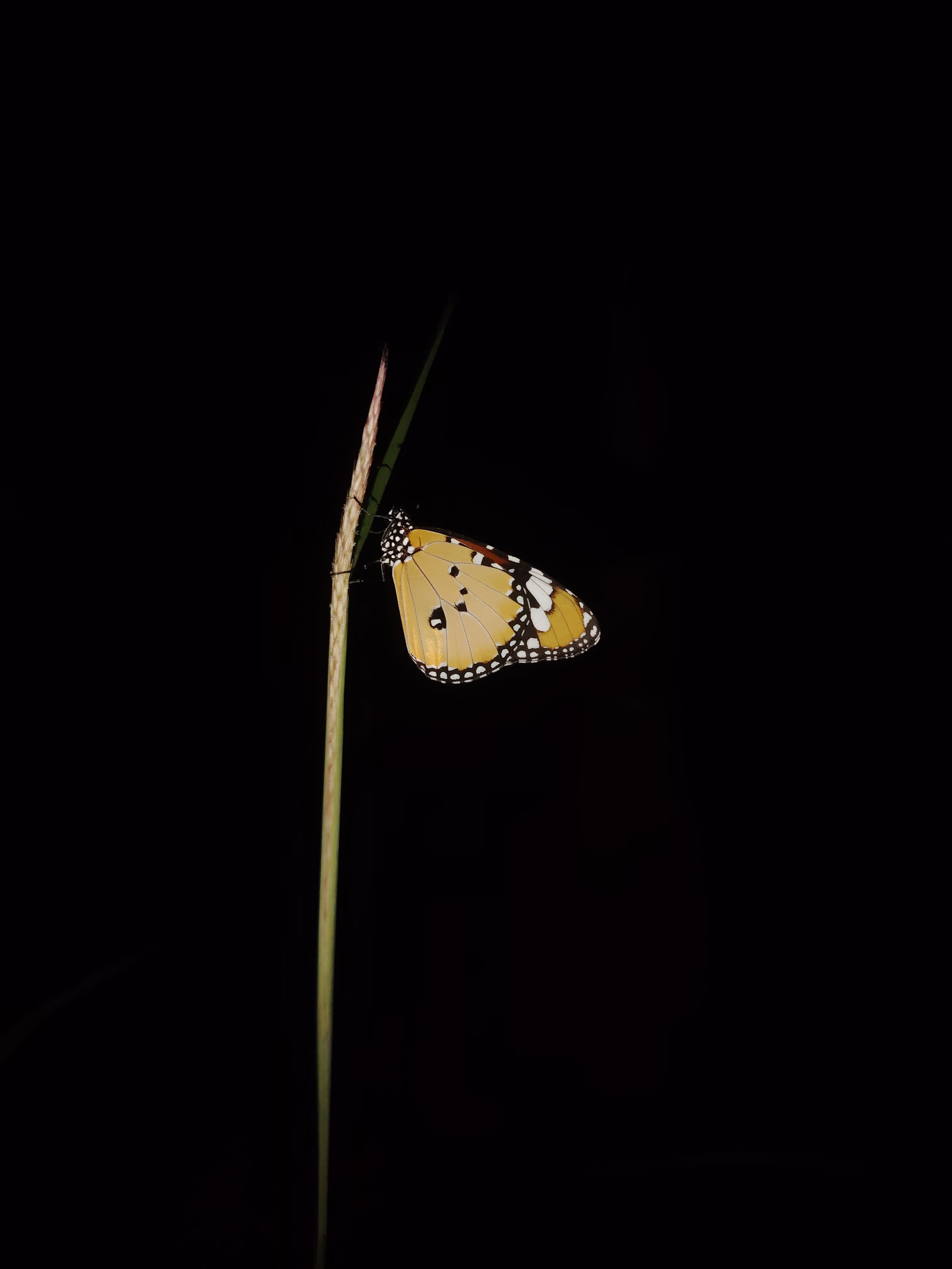Plain Tiger