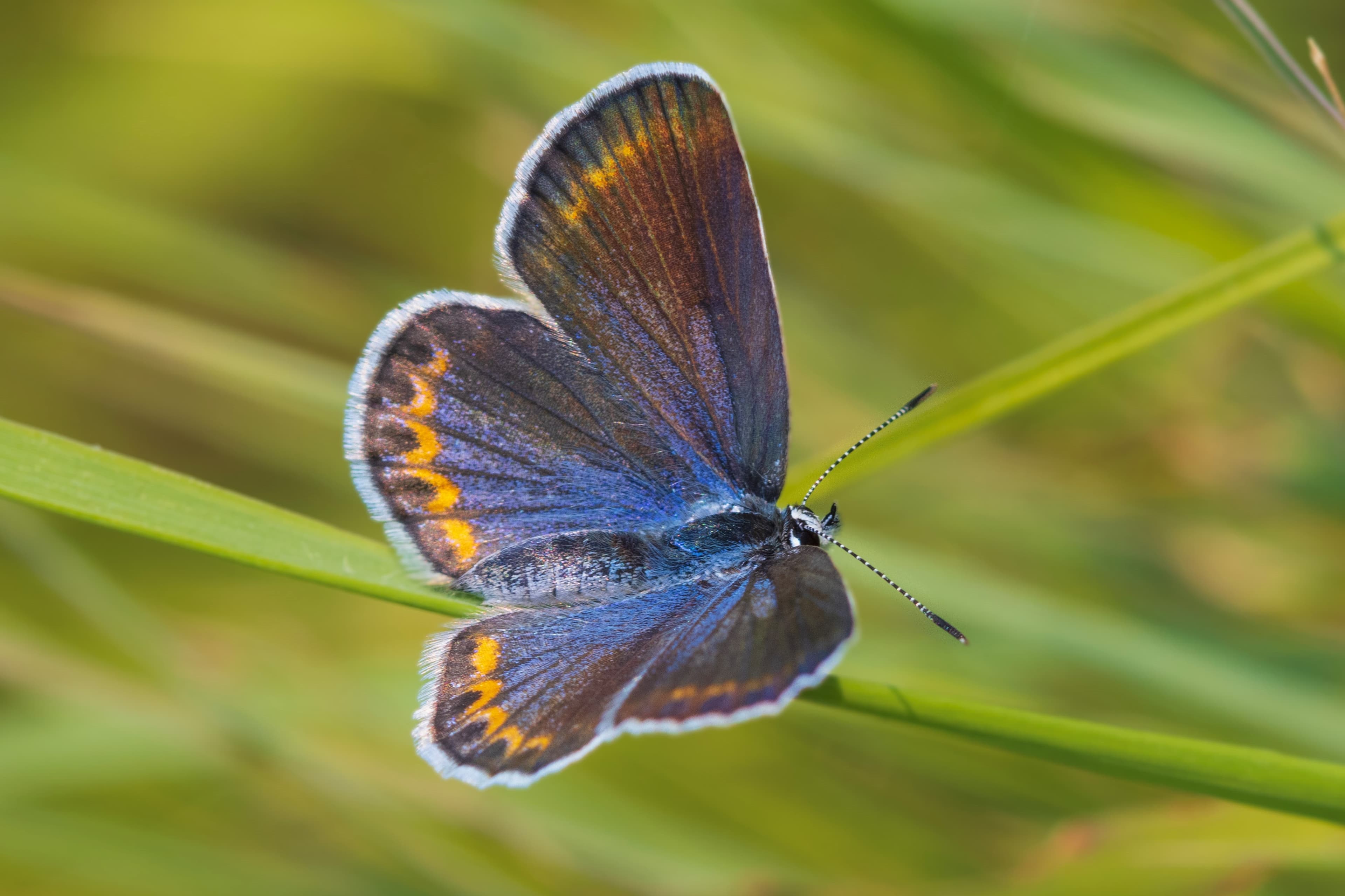 Karner Blue