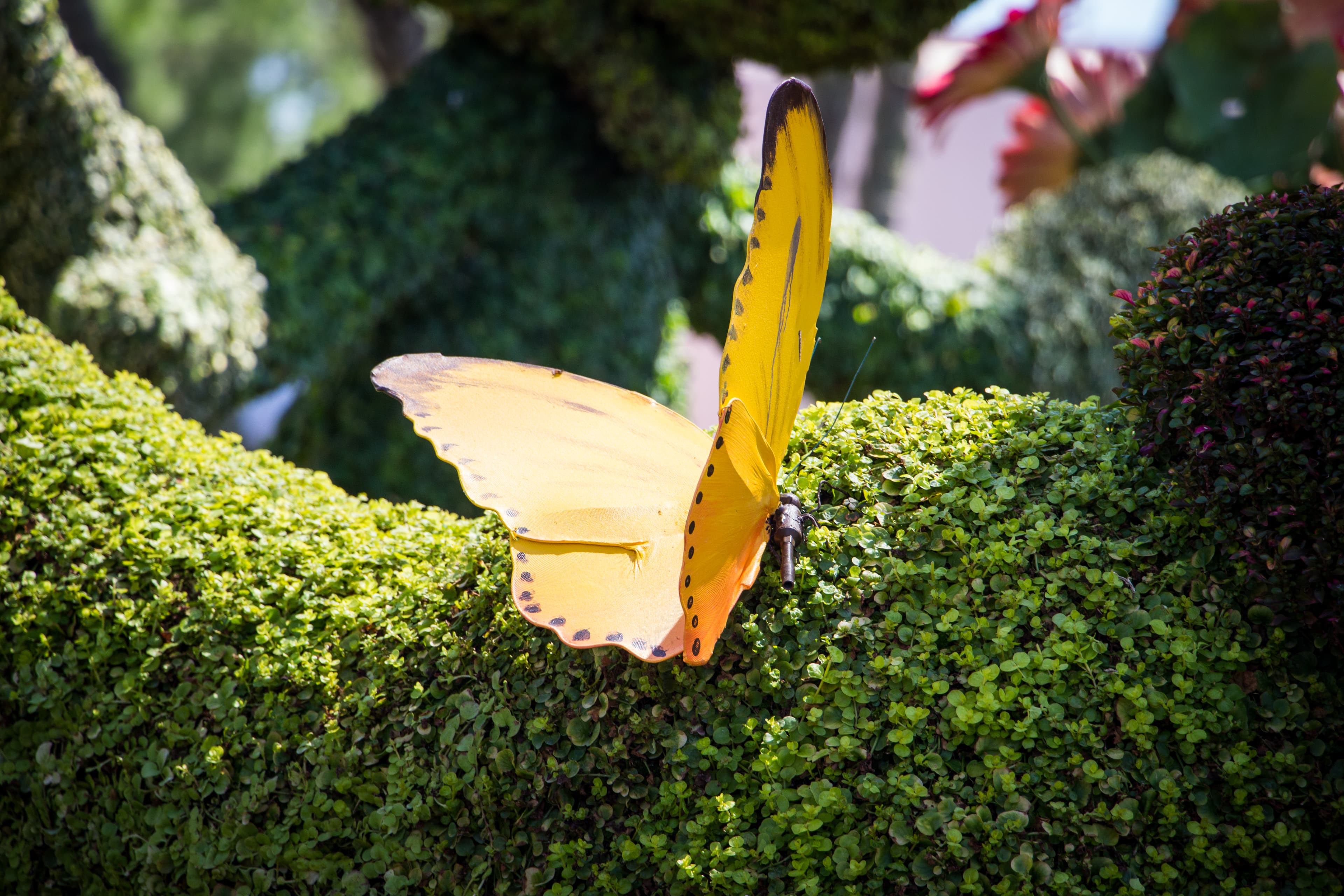 Cloudless Sulphur