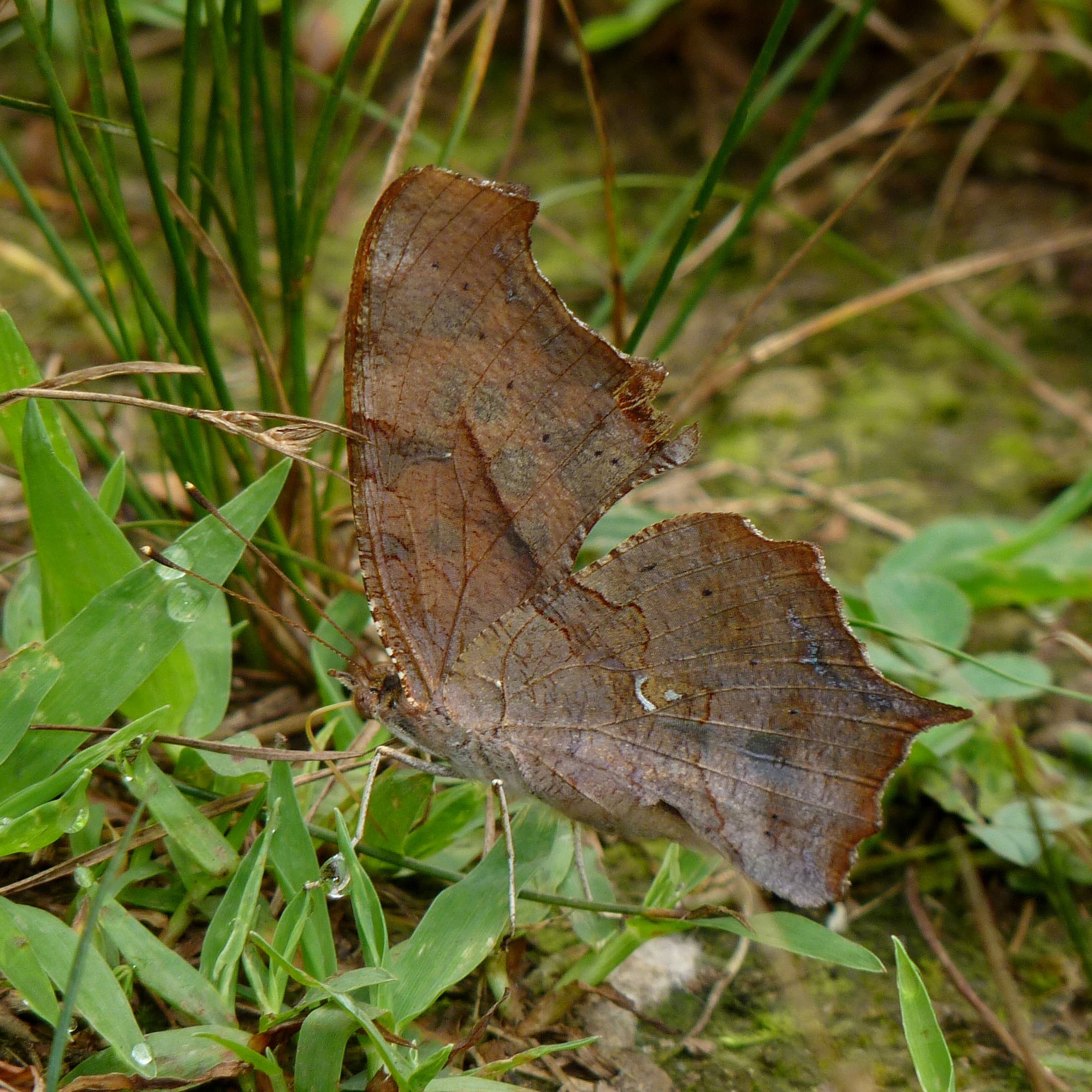 Question Mark Butterfly