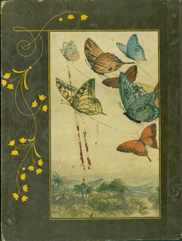 Various butterflies