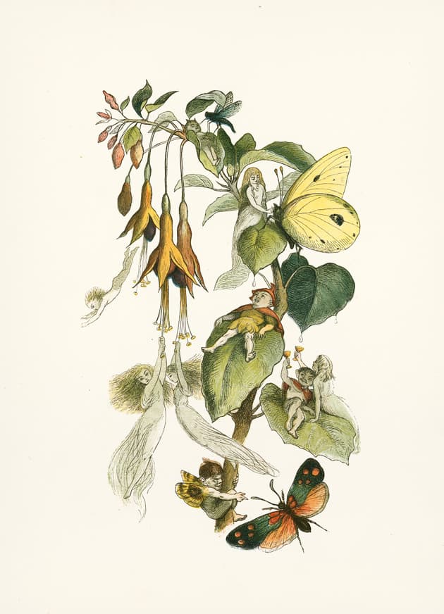 Six-spot Burnet Moth