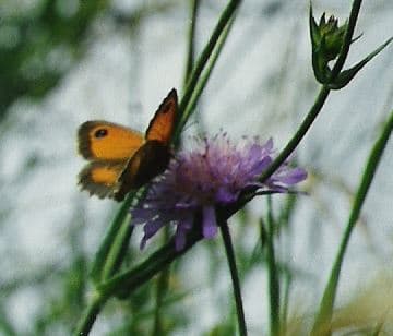 Gatekeeper