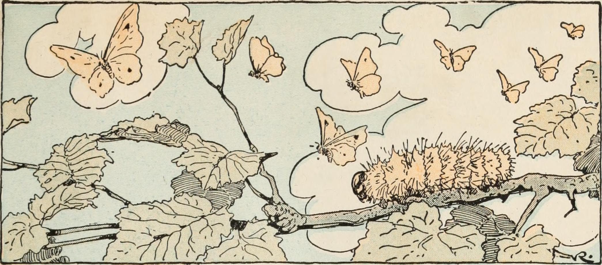 Generic Butterfly
