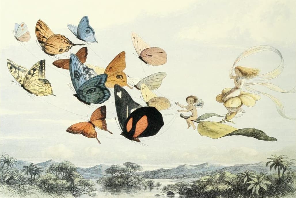 Fairyland Butterflies