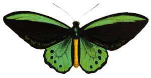 Richmond Birdwing
