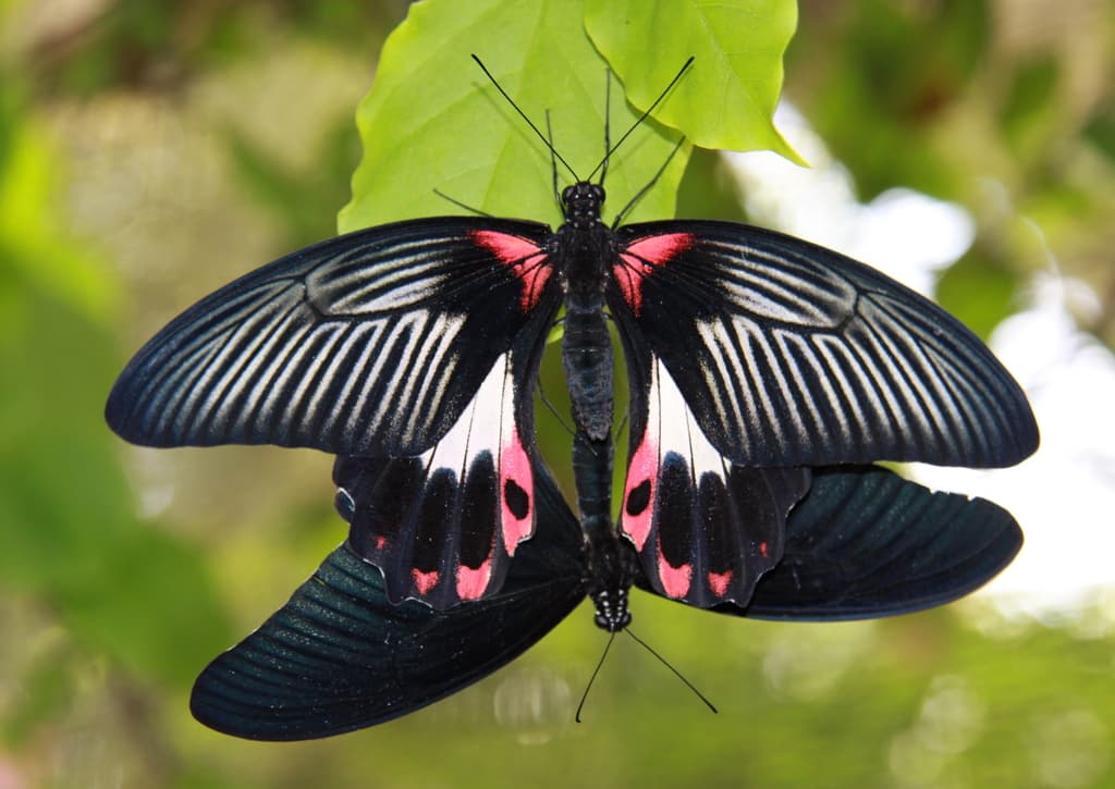 Scarlet Mormon