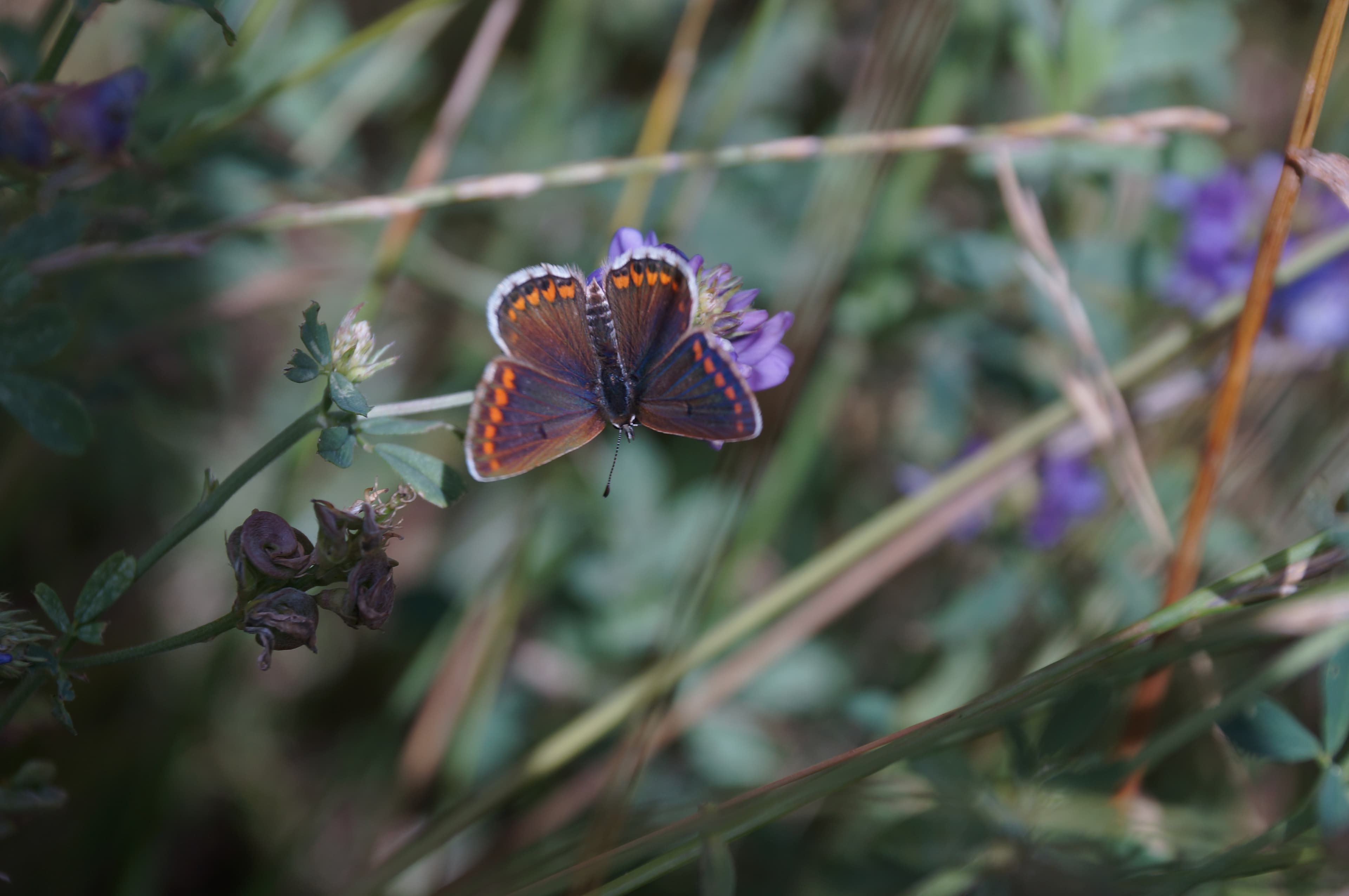 Brown Argus