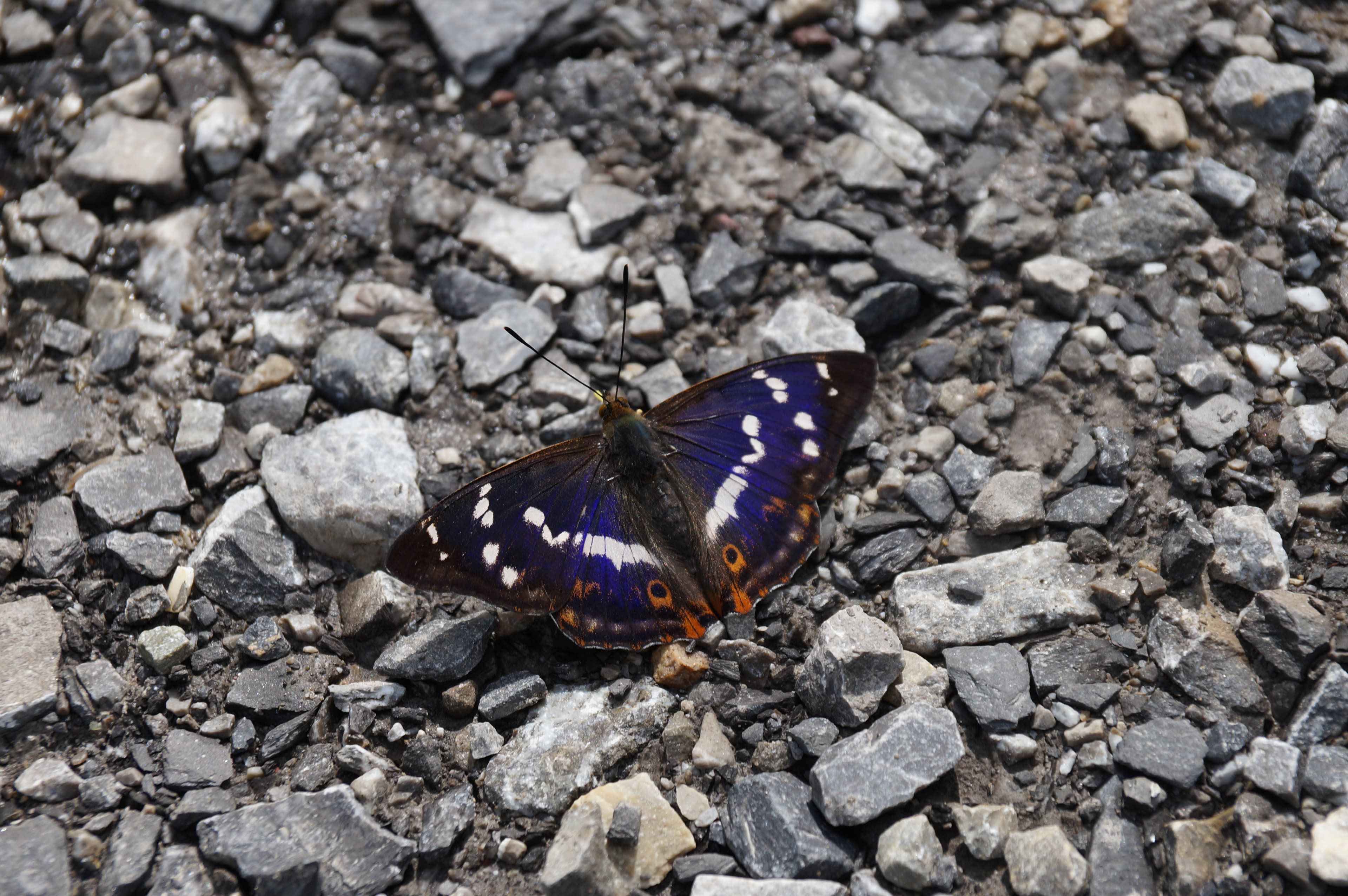 Purple Emperor