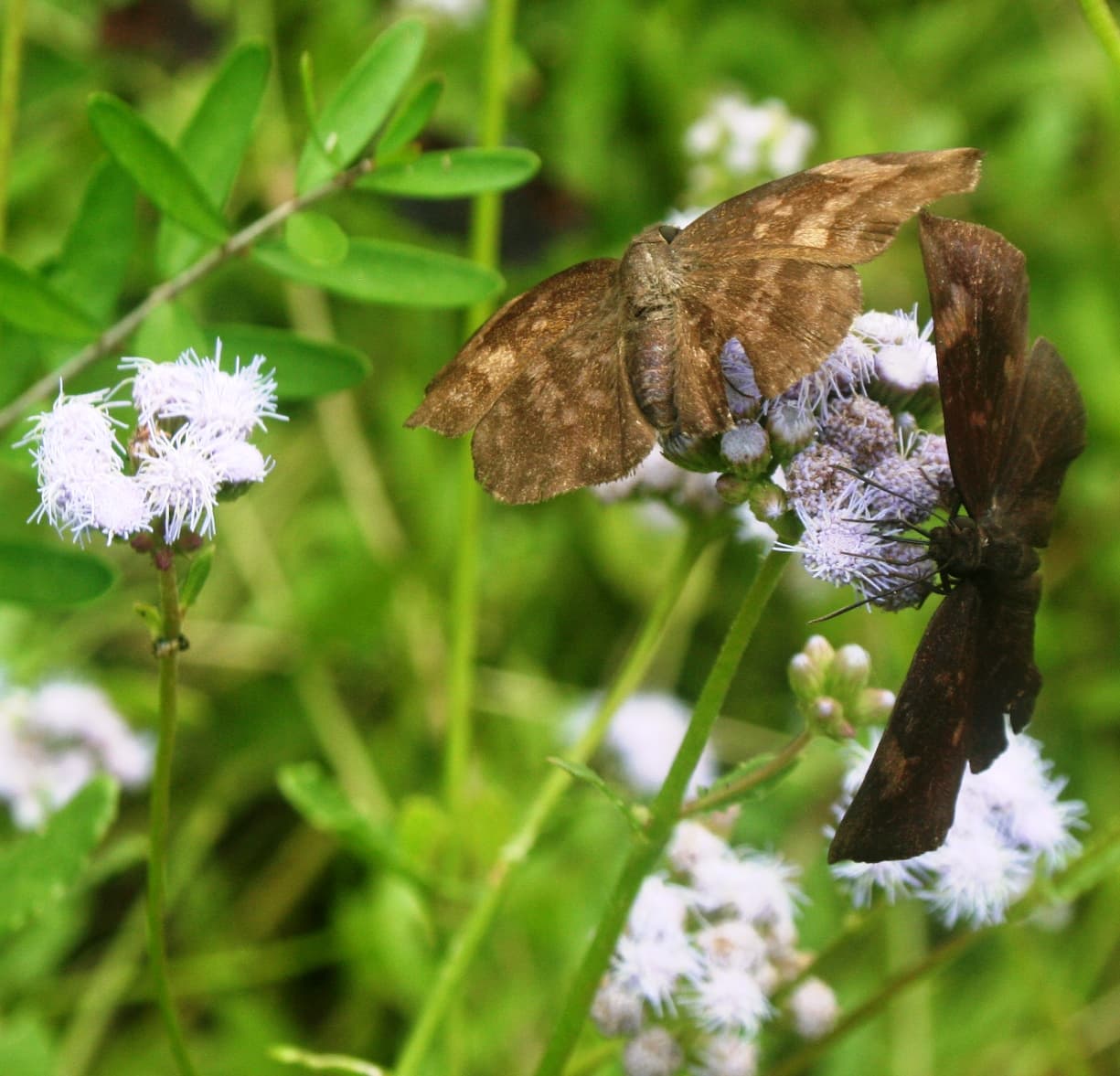 Sickle-winged Skipper