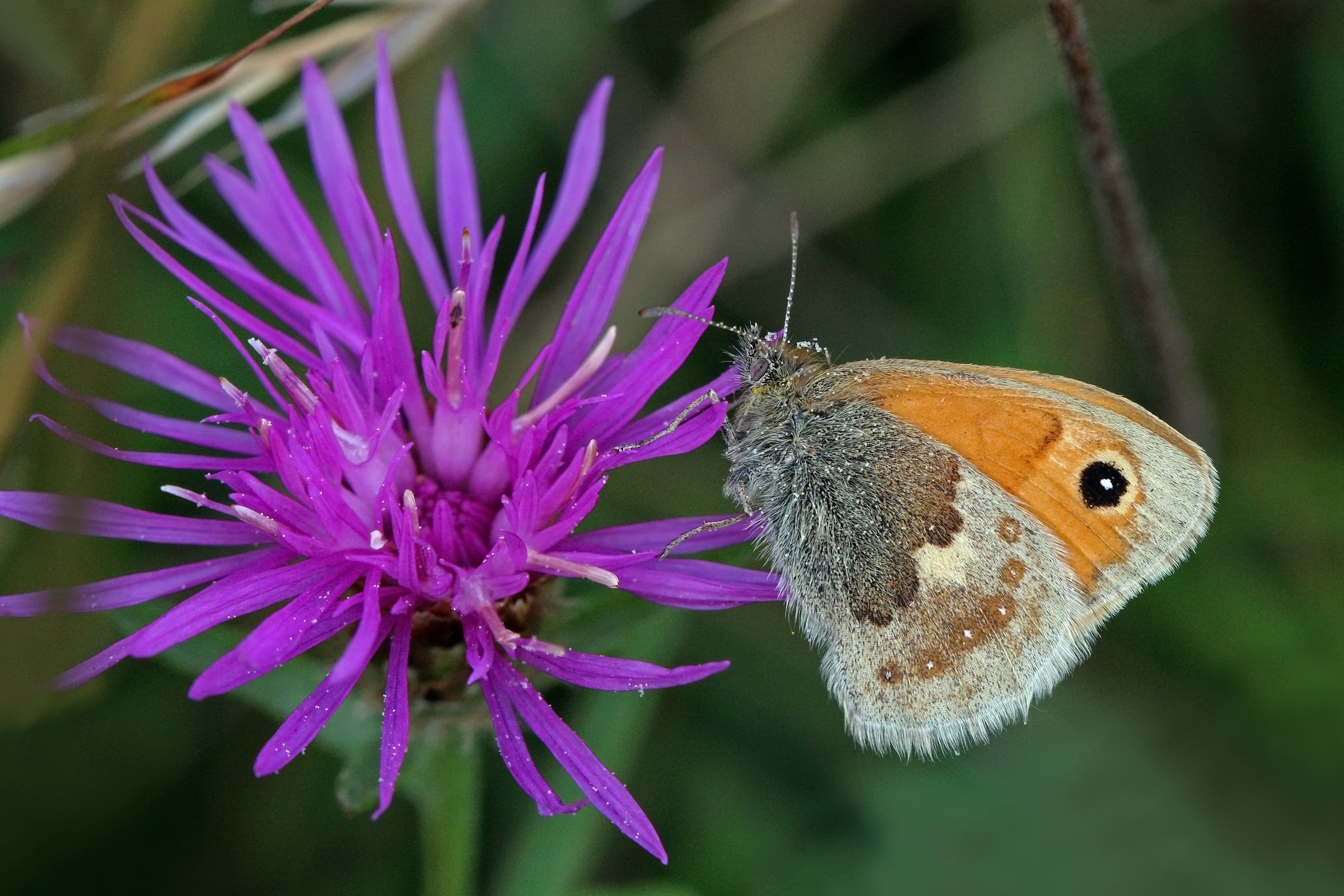 Small Heath