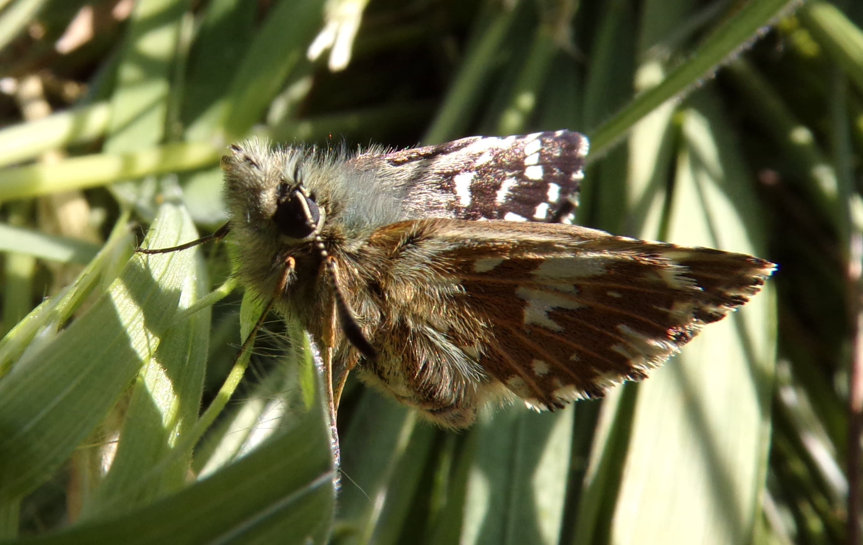 Grizzled Skipper