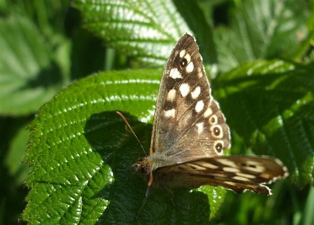 Speckled Wood