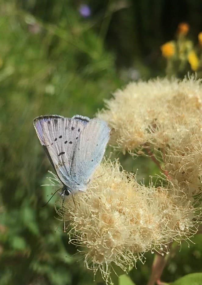 Spring Azure