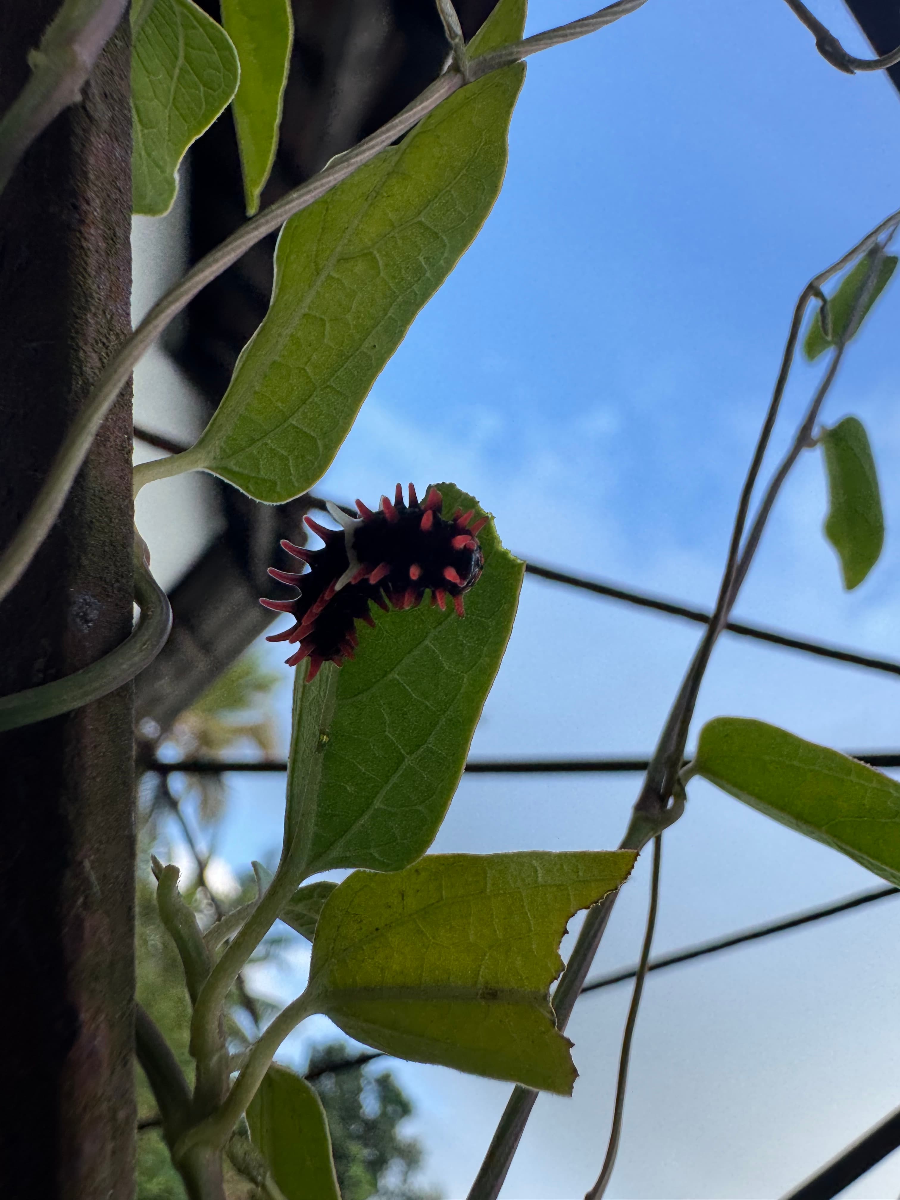 Sri Lankan Birdwing