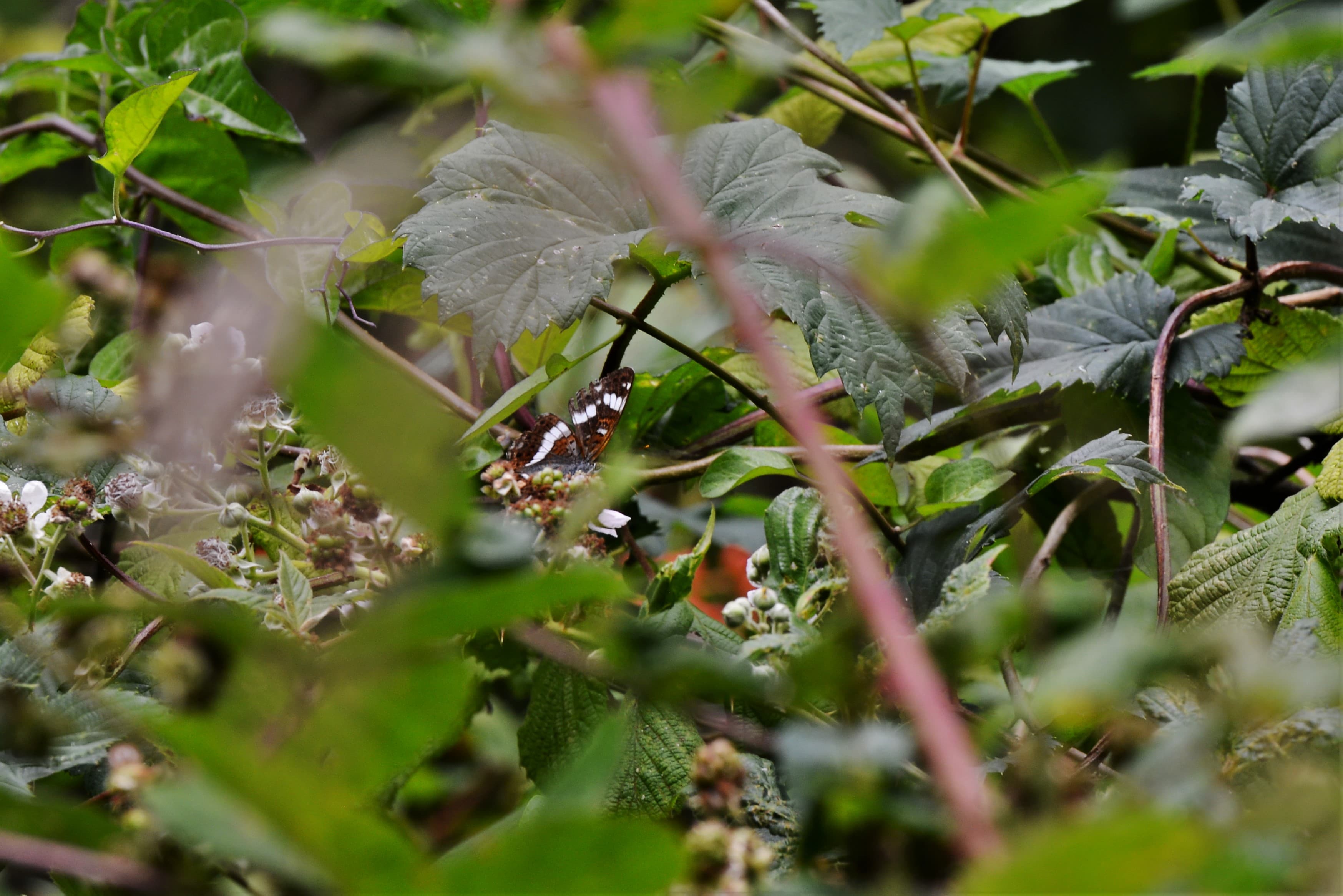 White Admiral