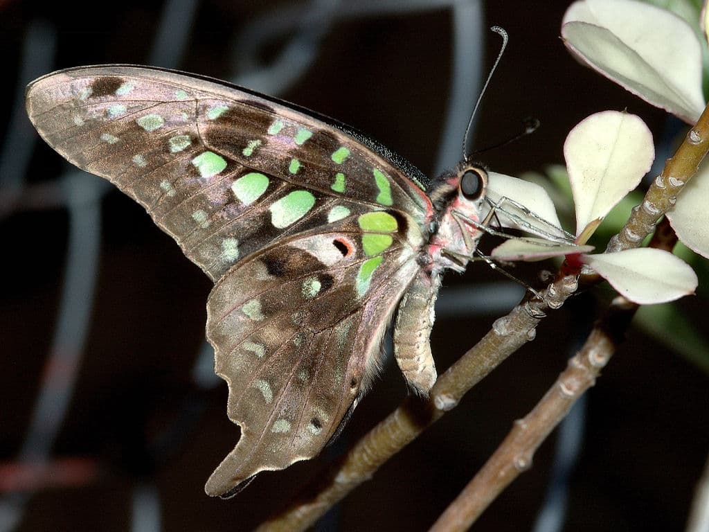 Tailed Jay