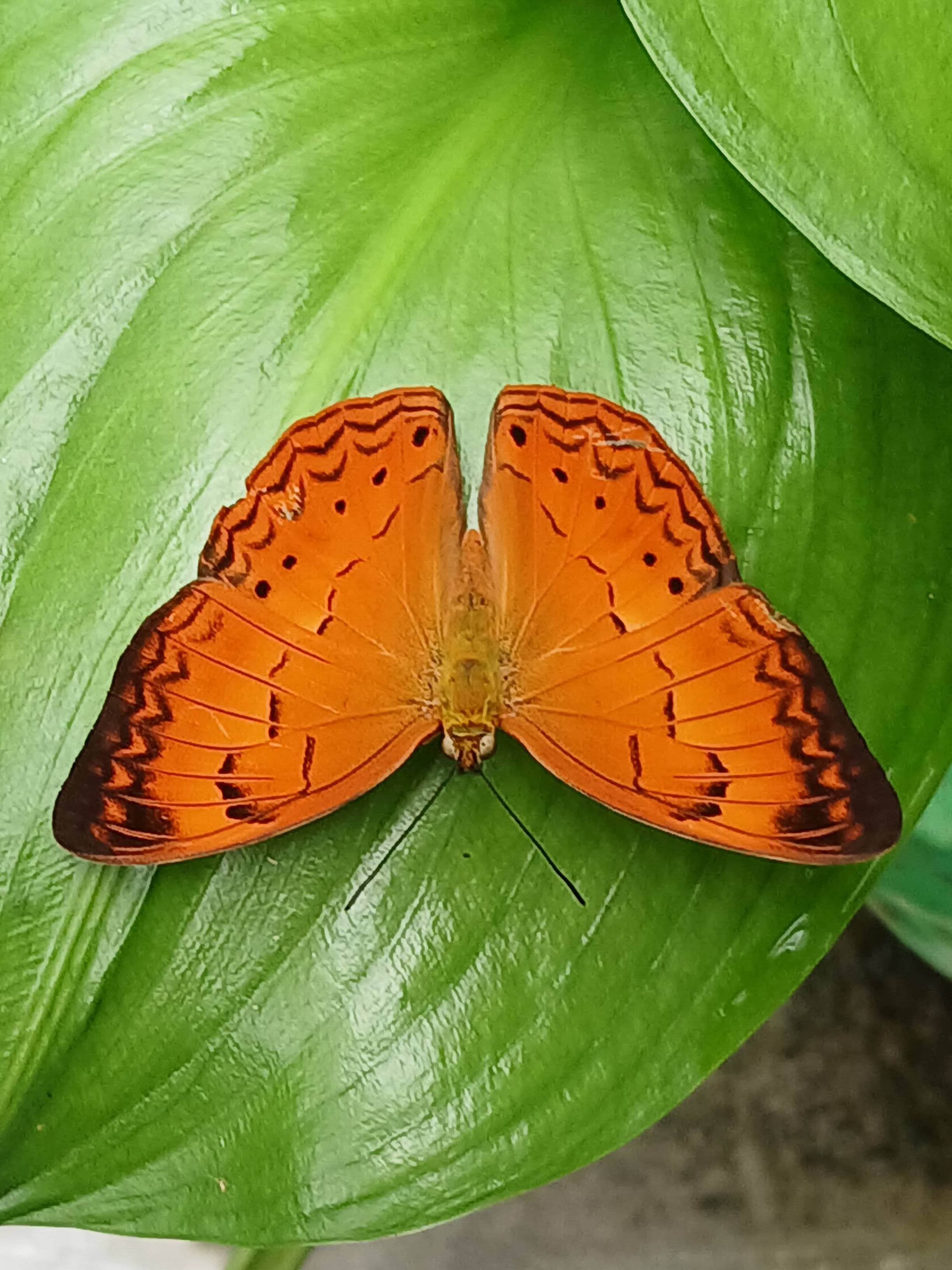 Tamil yeoman butterfly