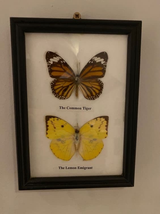 The Common Tiger