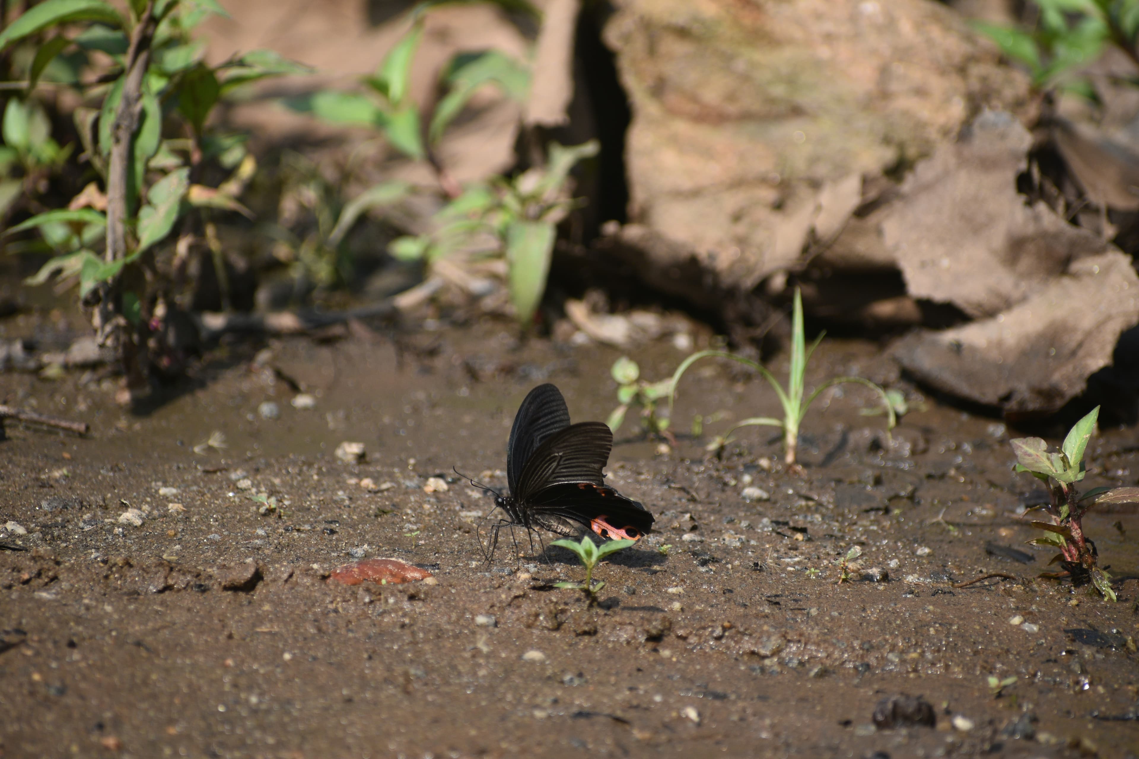 Spangle butterfly