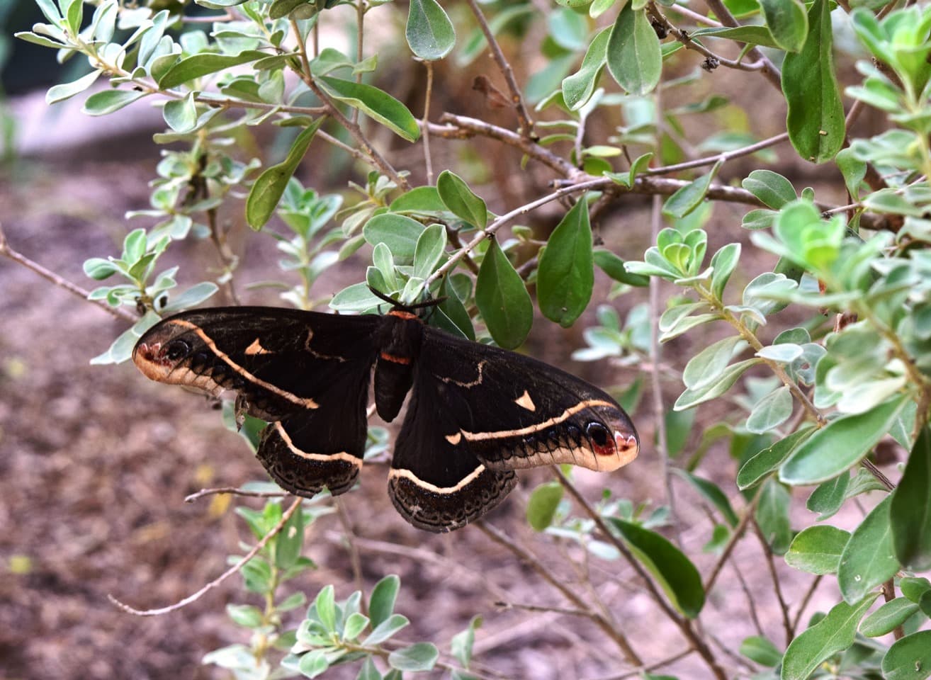 Orizaba Silk Moth