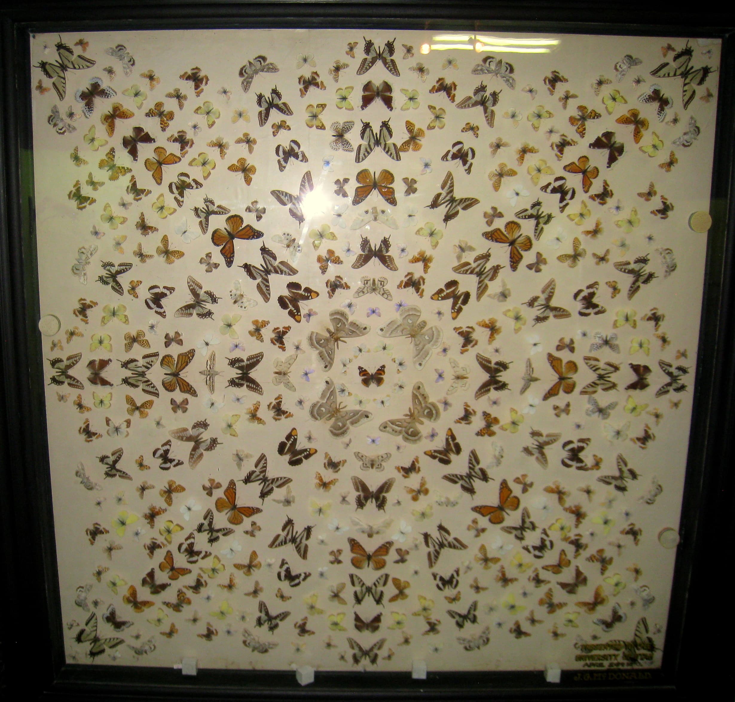 Lepidoptera Exhibit
