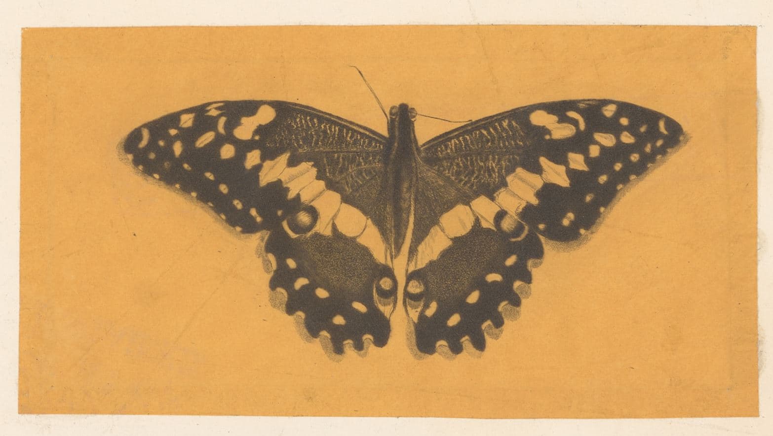 Citrus Swallowtail