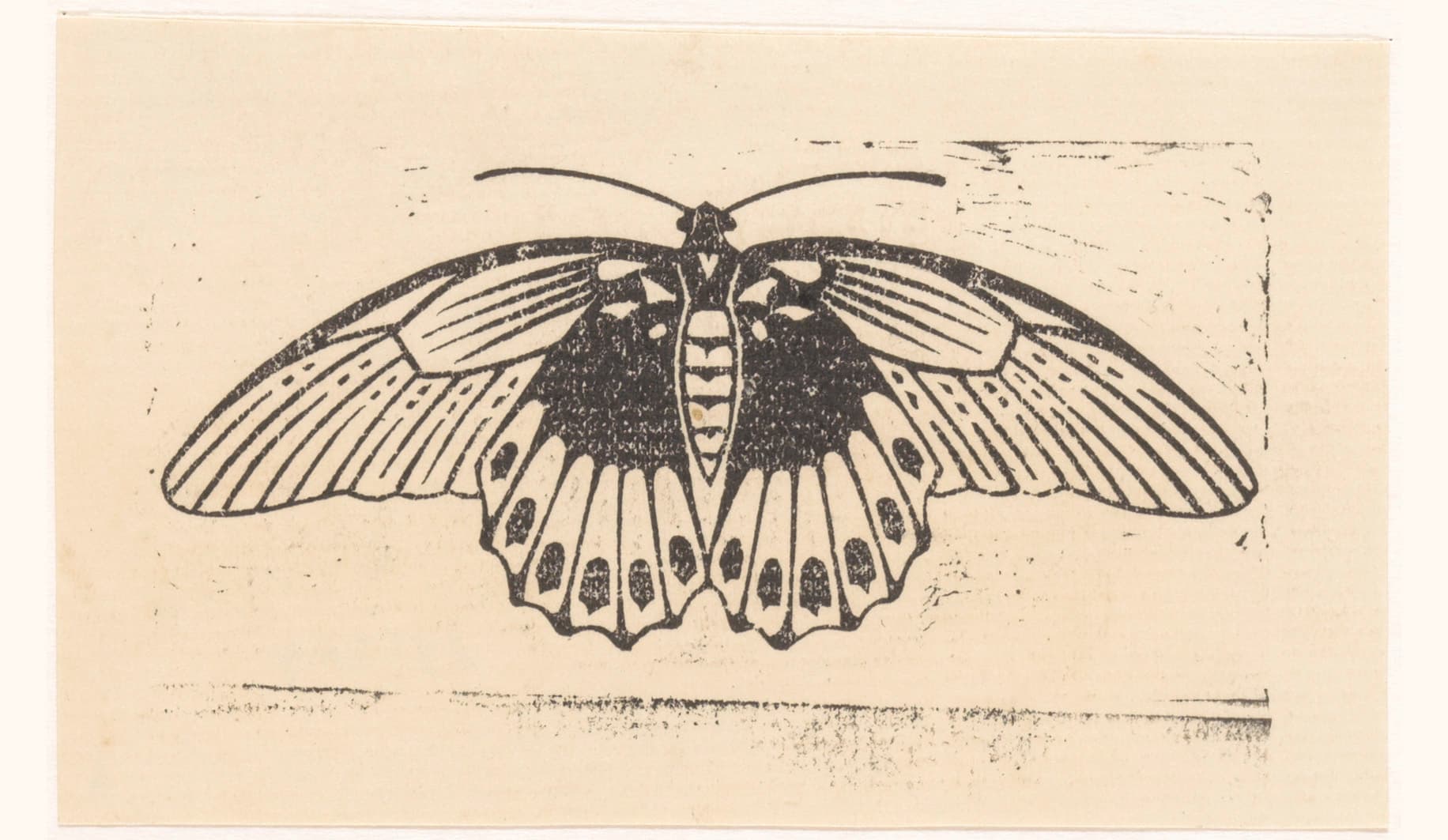 Unknown Butterfly