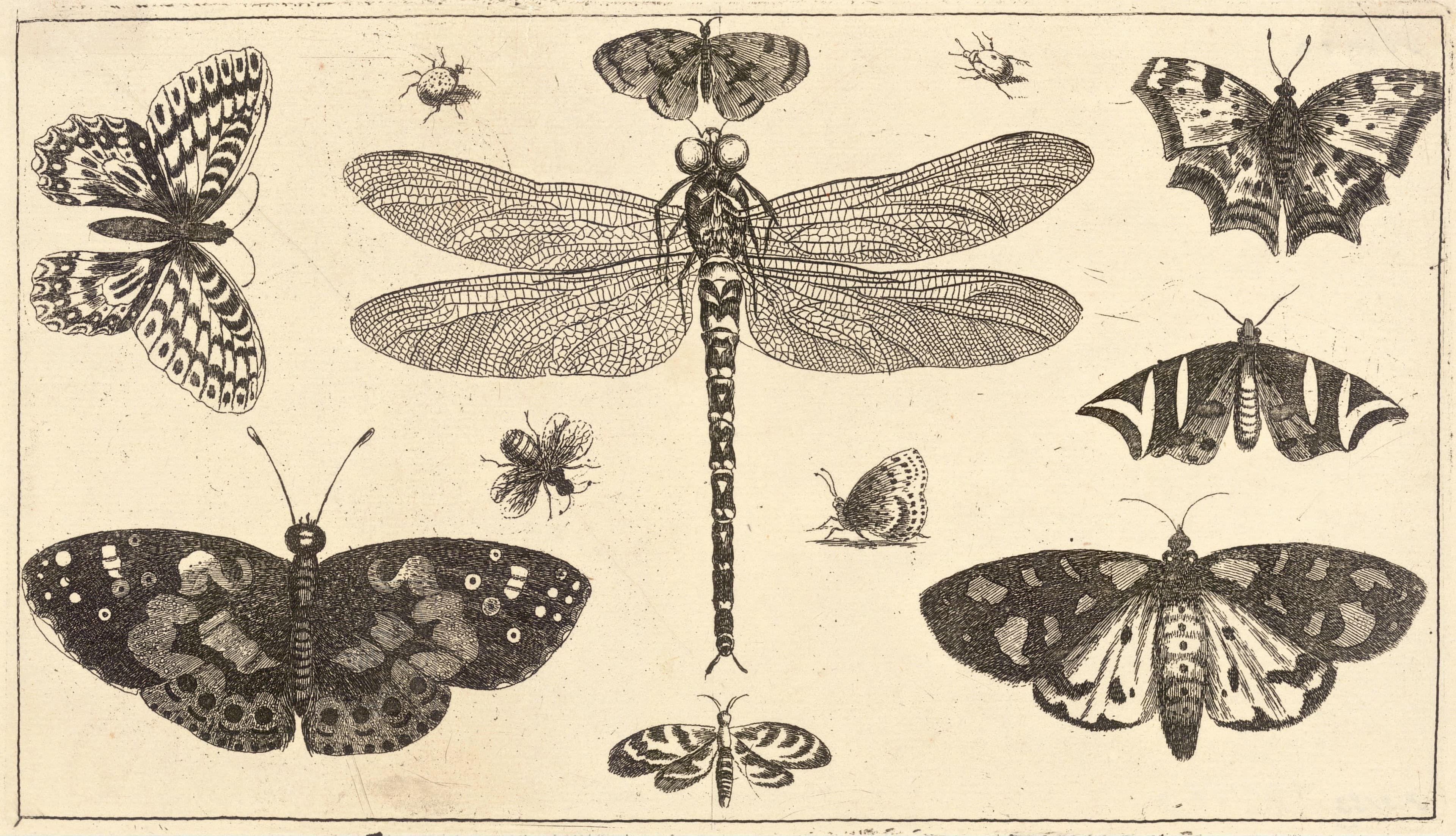 Anglewing butterfly