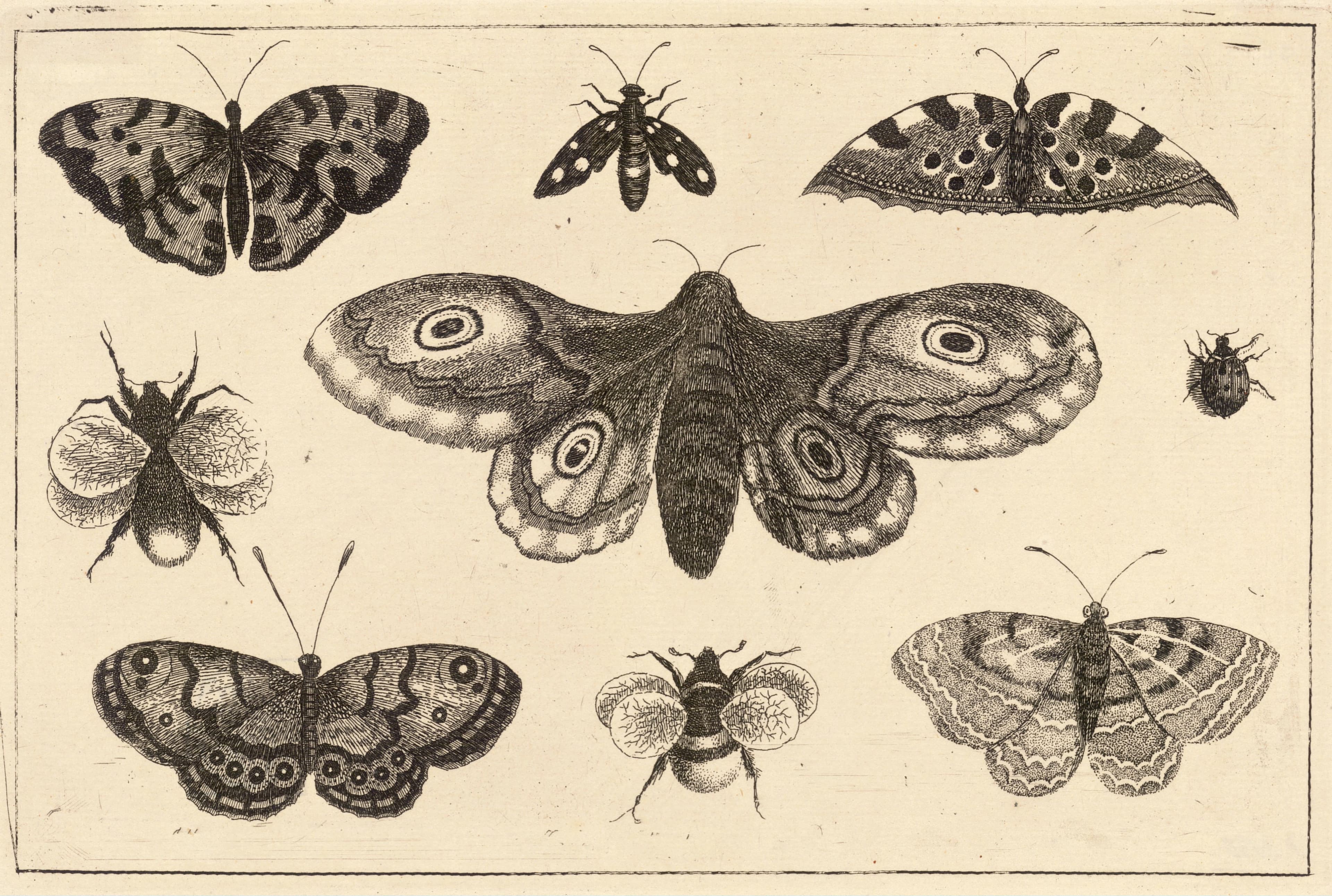 Giant Peacock Moth