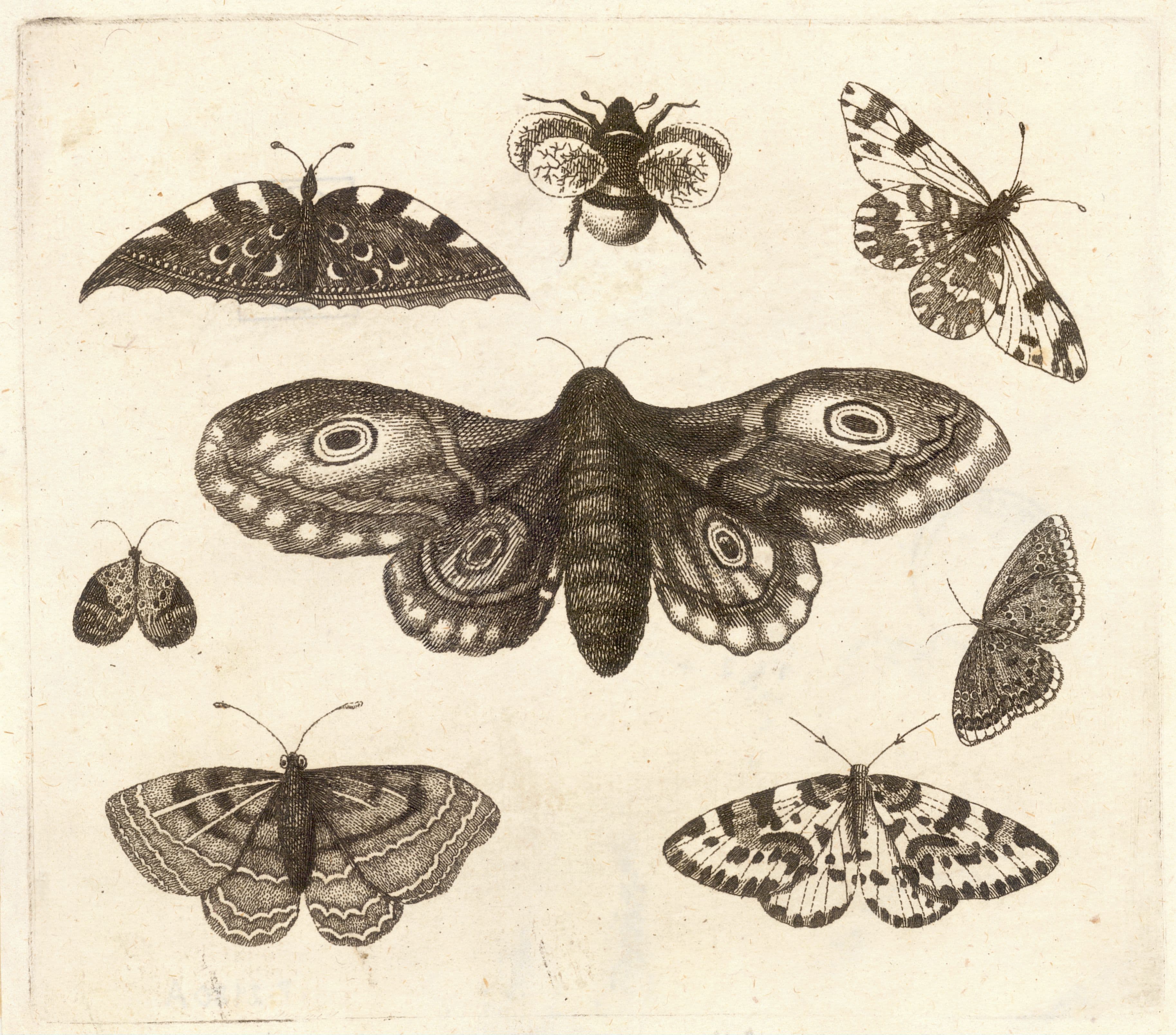 Giant Peacock Moth