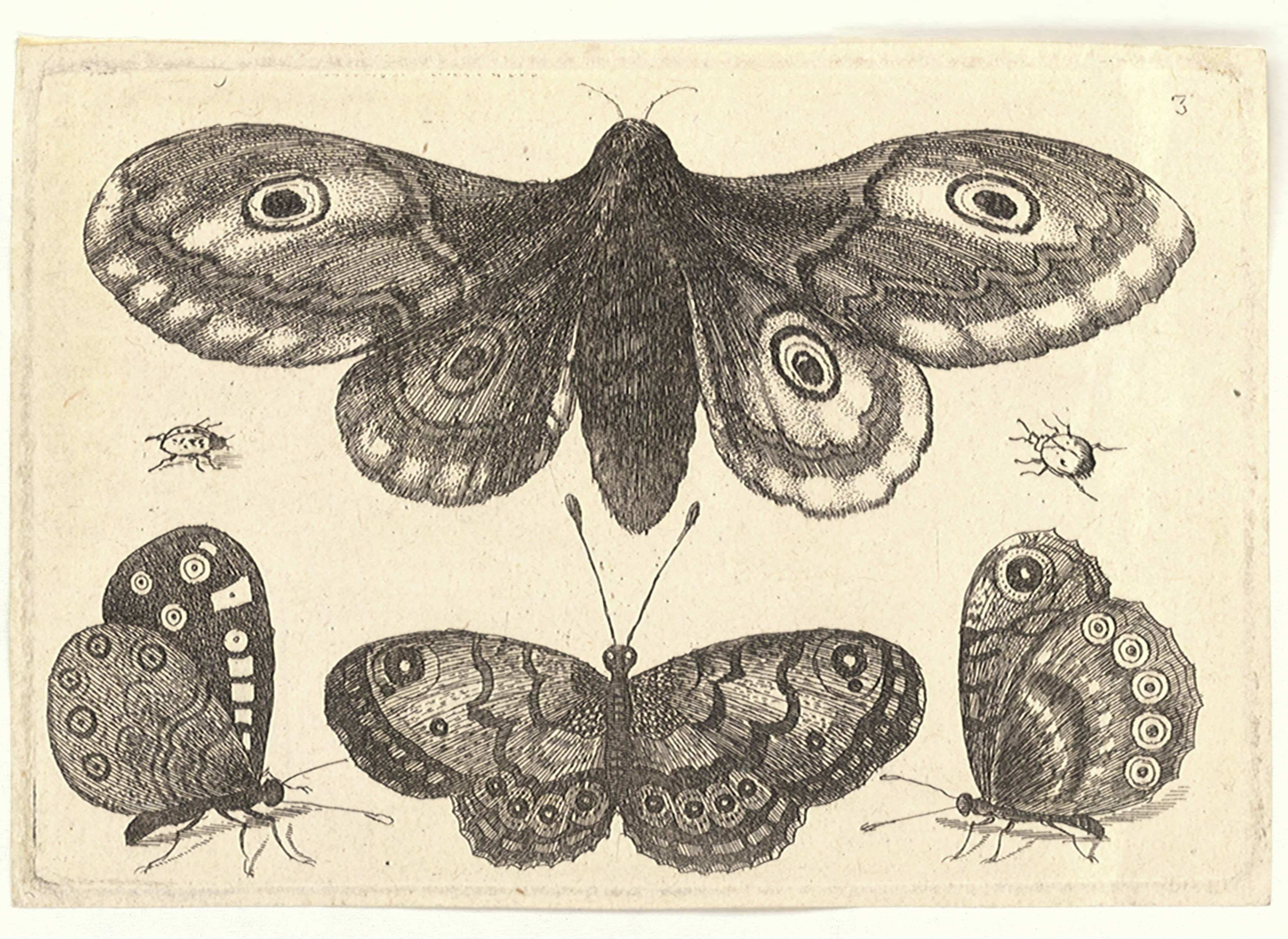 Giant Peacock Moth