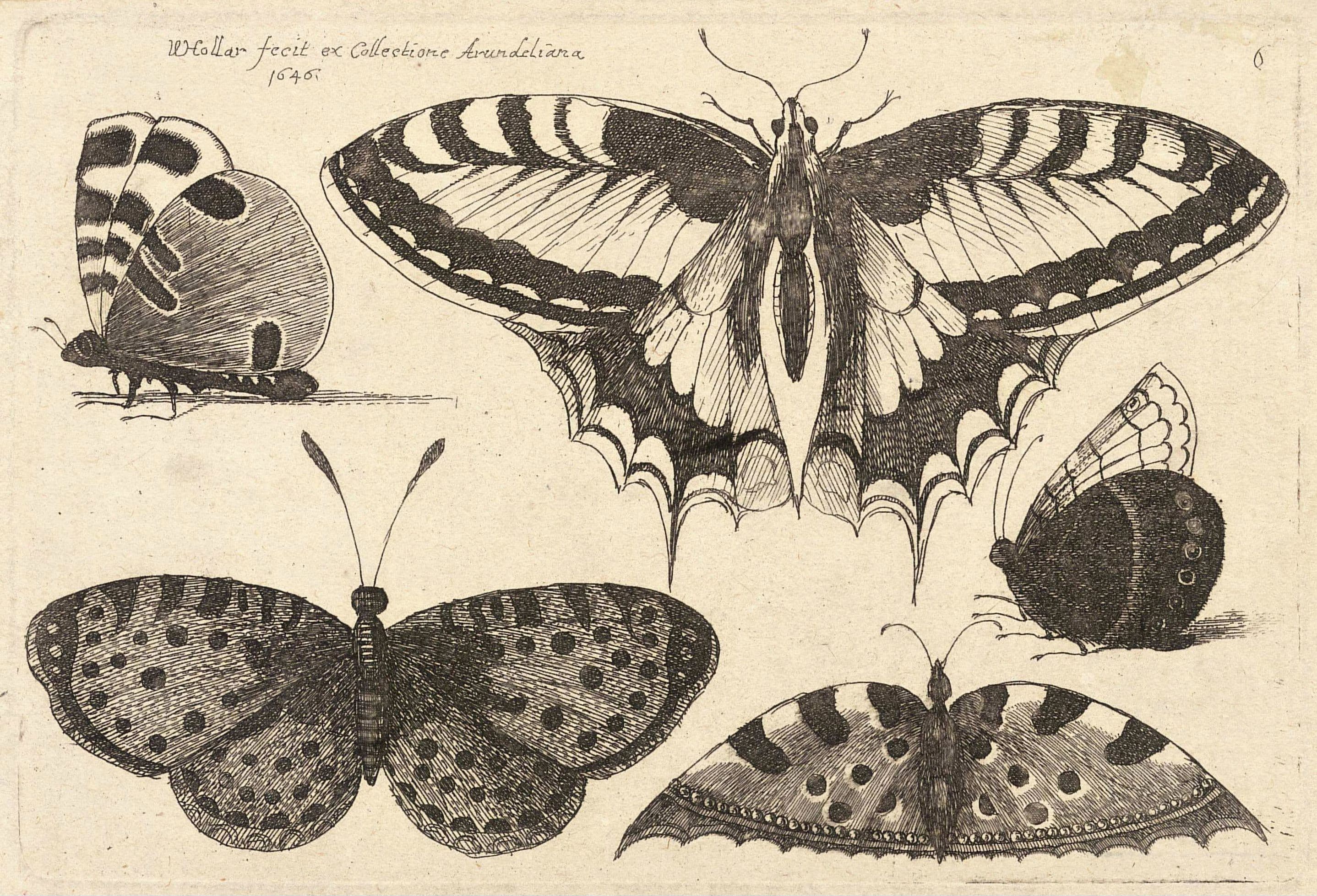 Old World Swallowtail