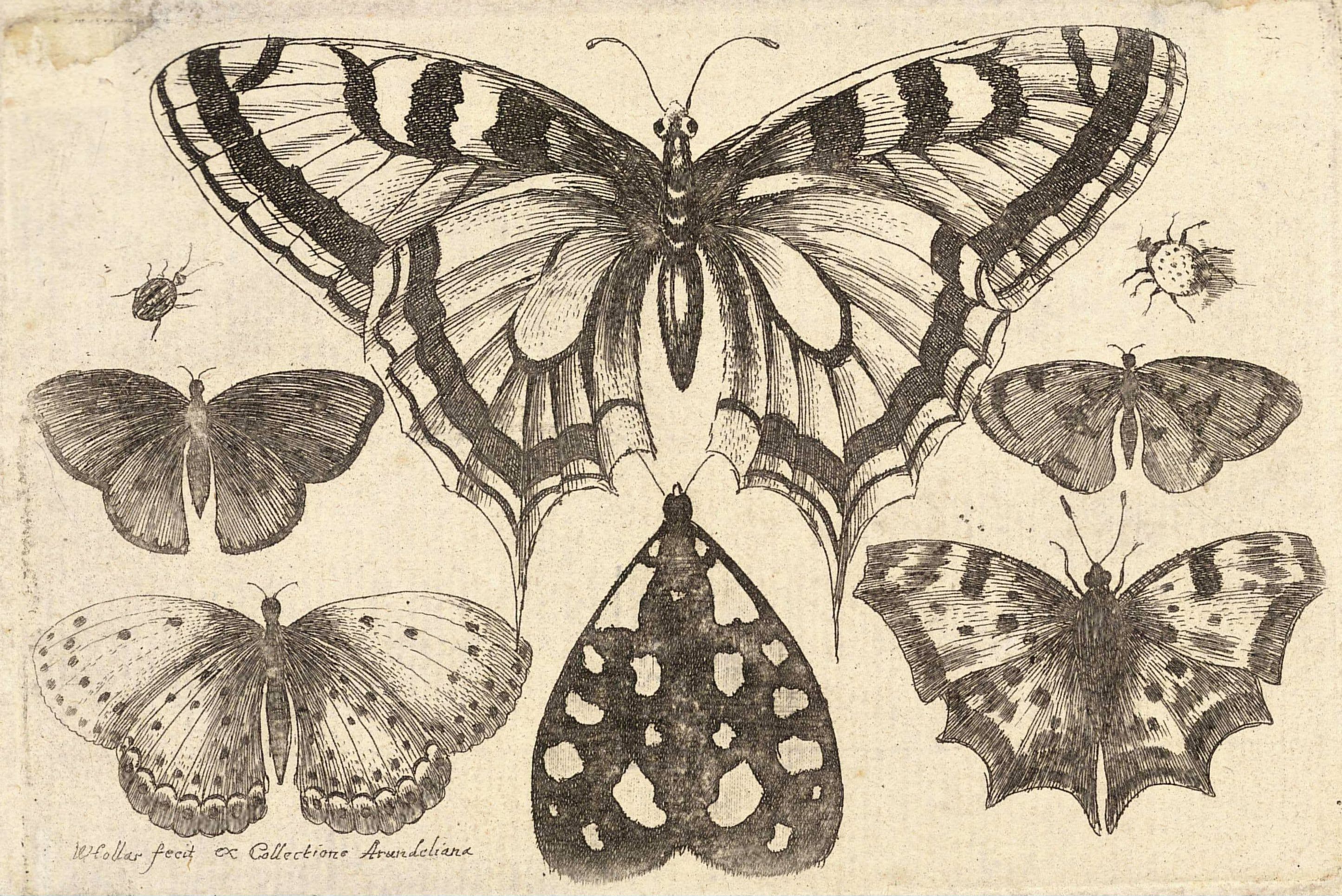 Scarce Swallowtail