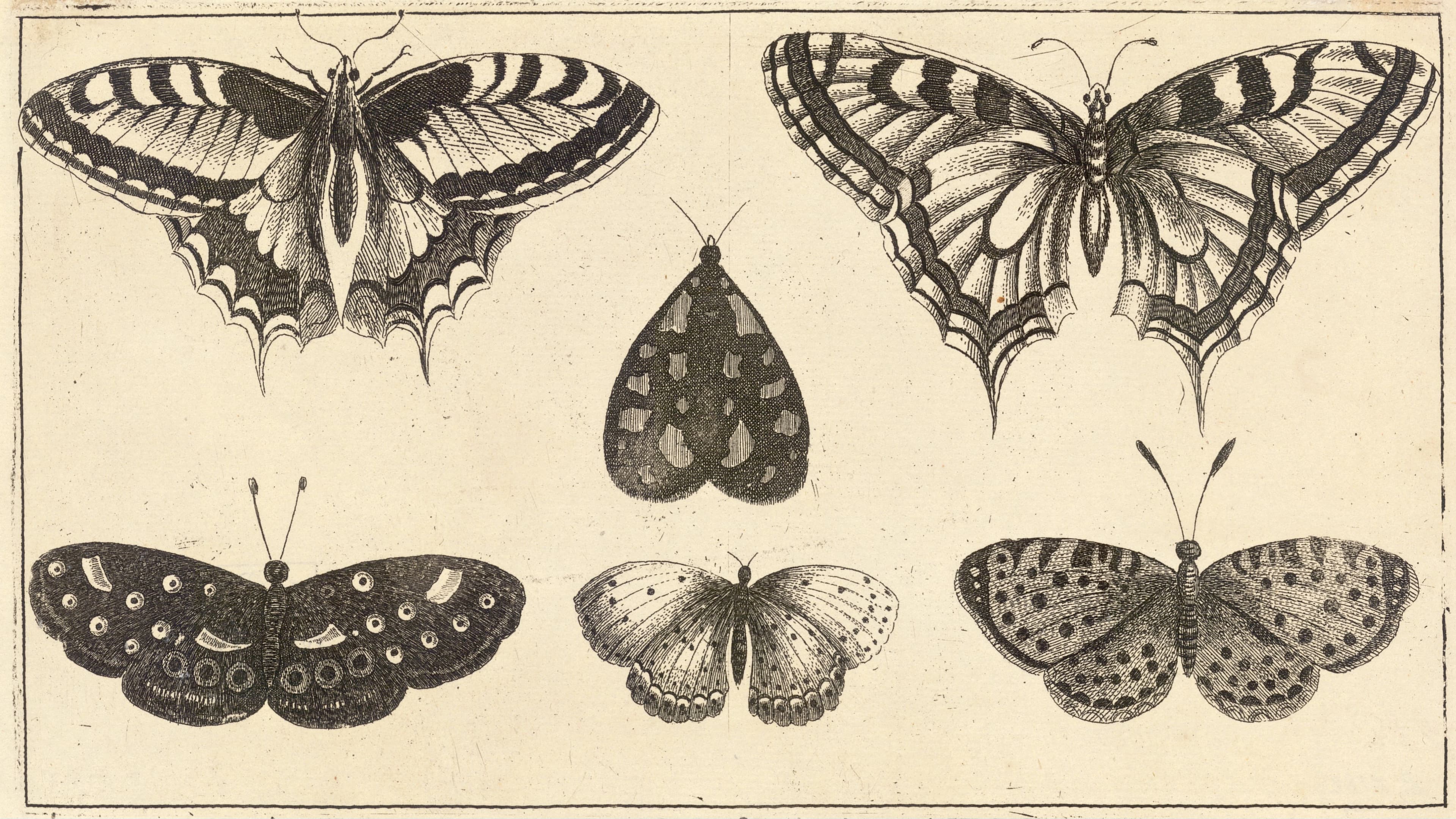 Old World Swallowtail