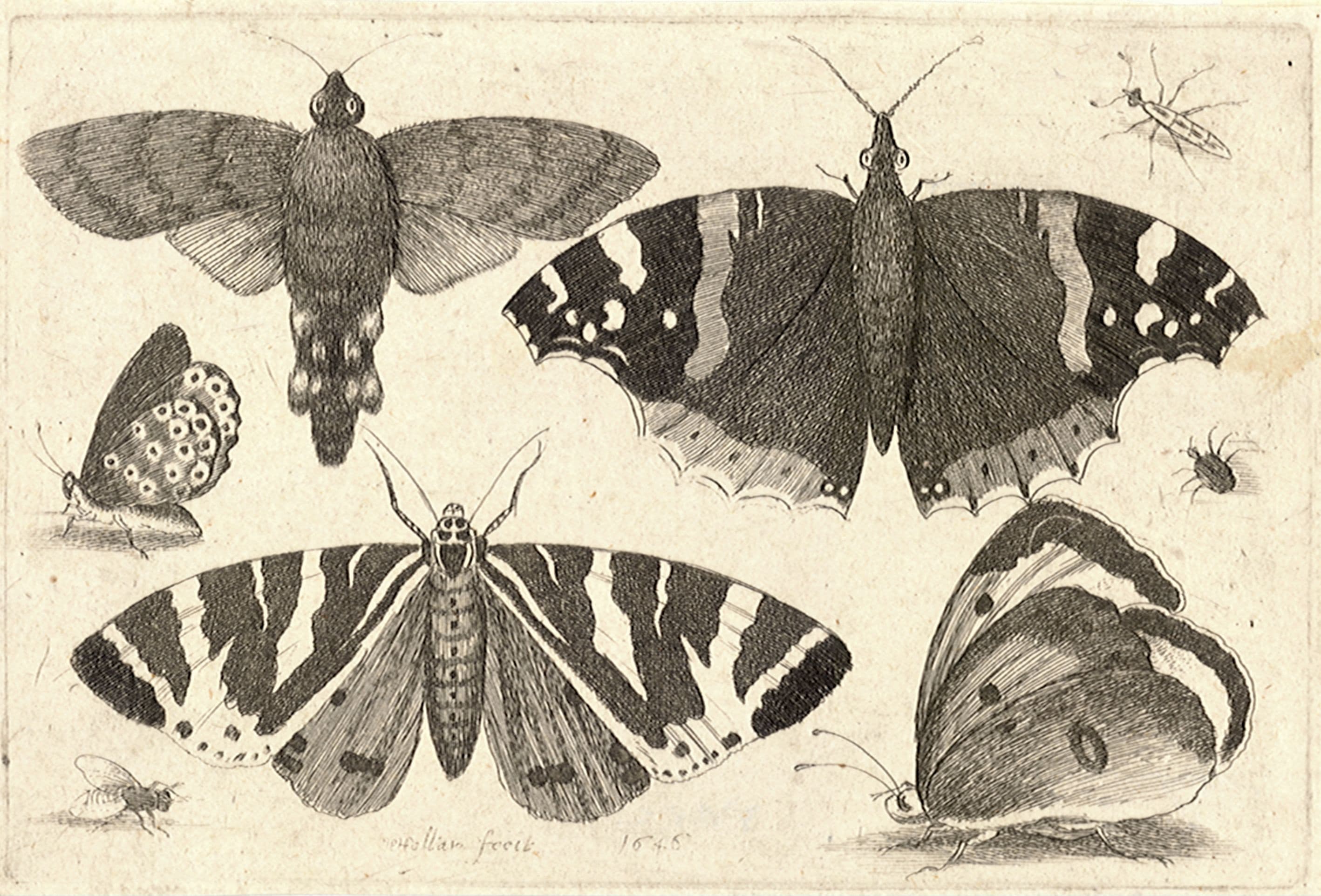 Red Admiral