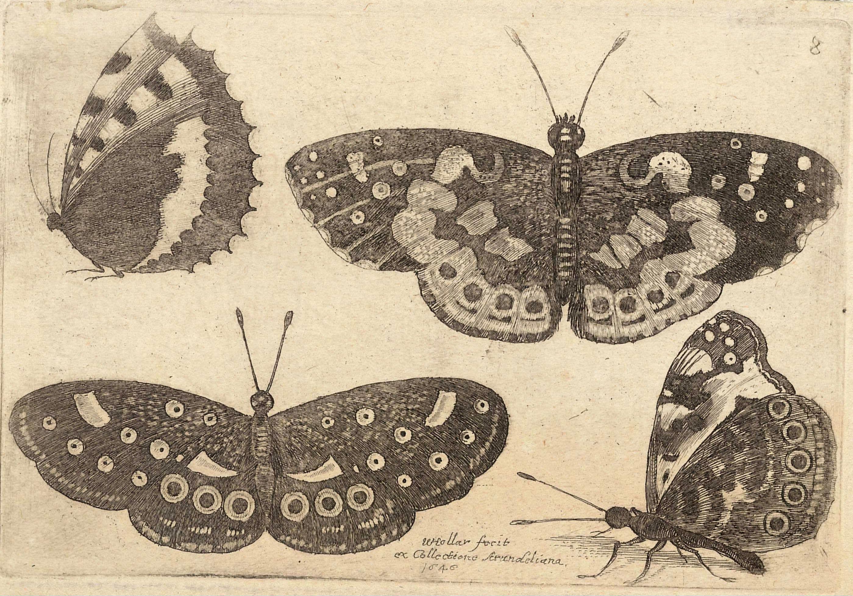 Comma