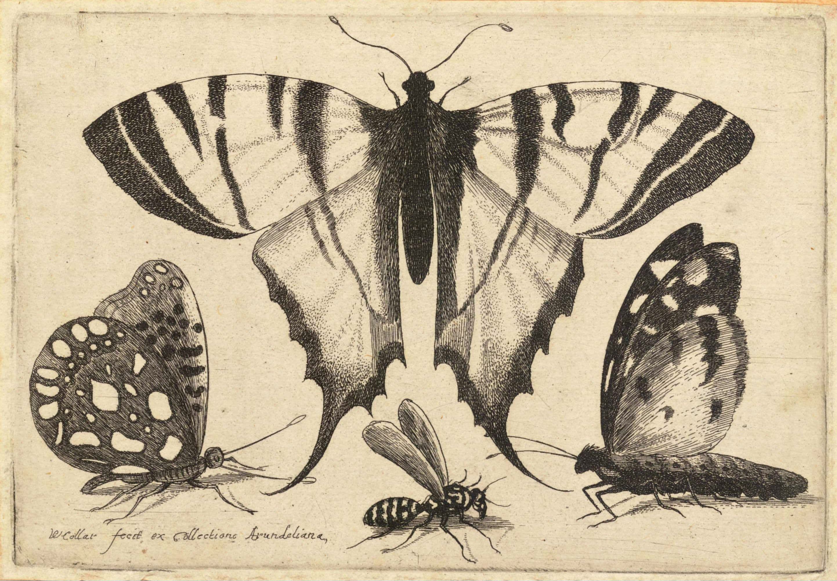 Scarce Swallowtail