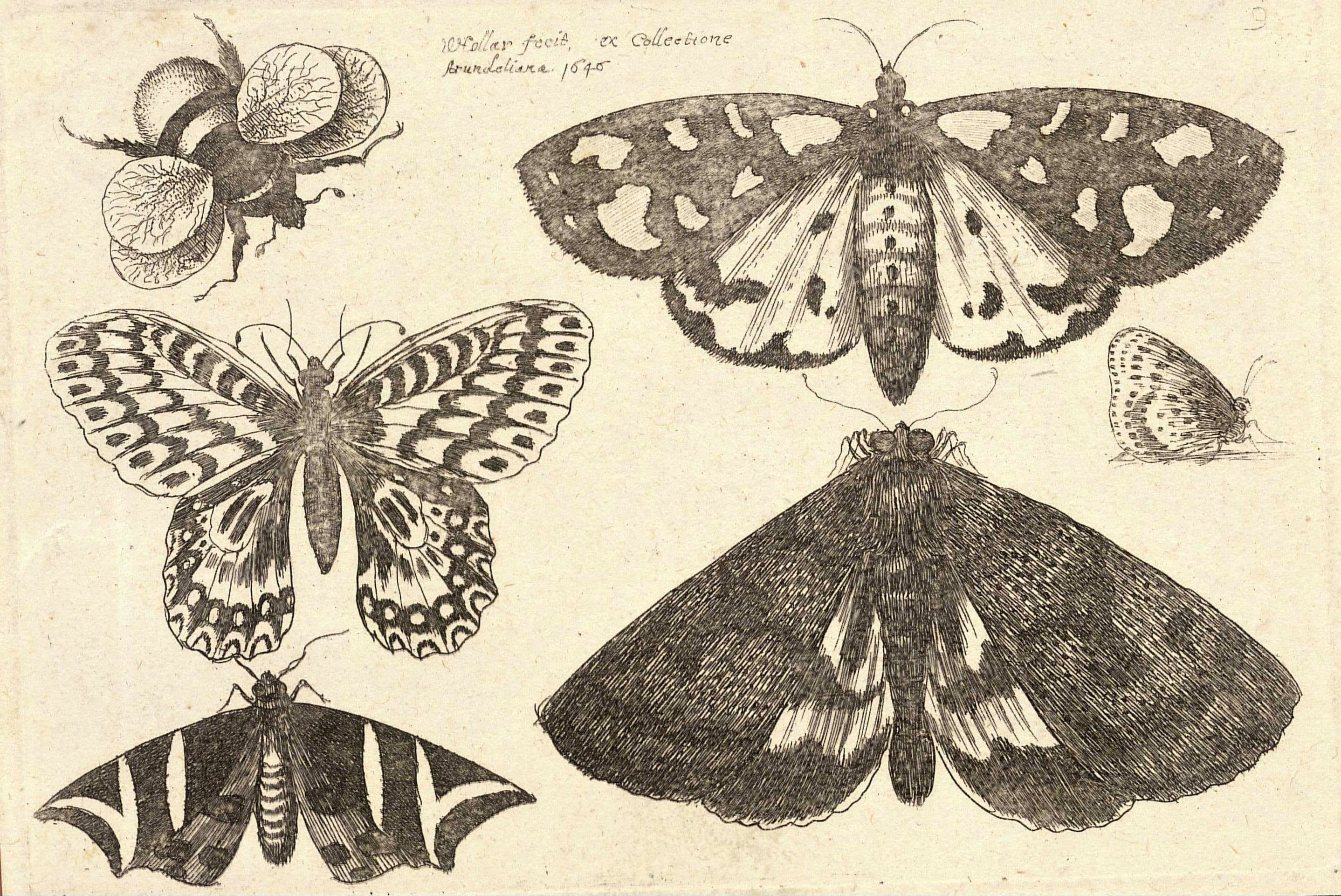 Marbled White