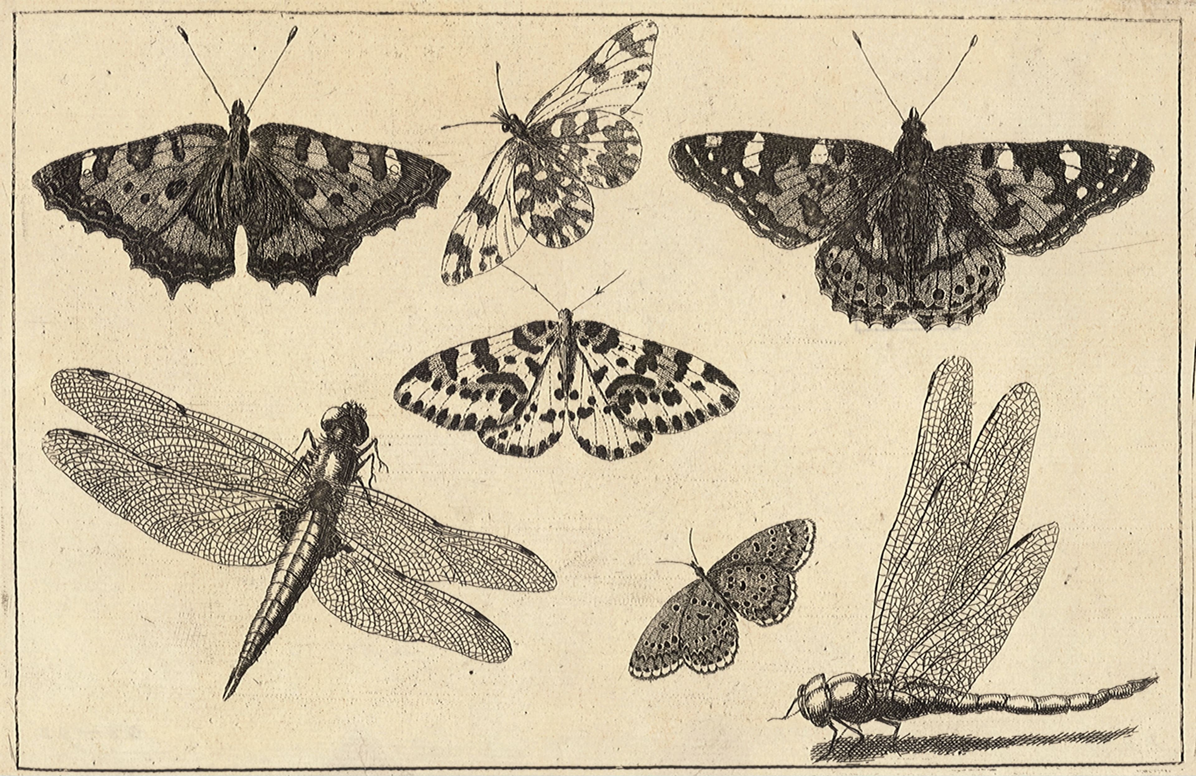 Comma