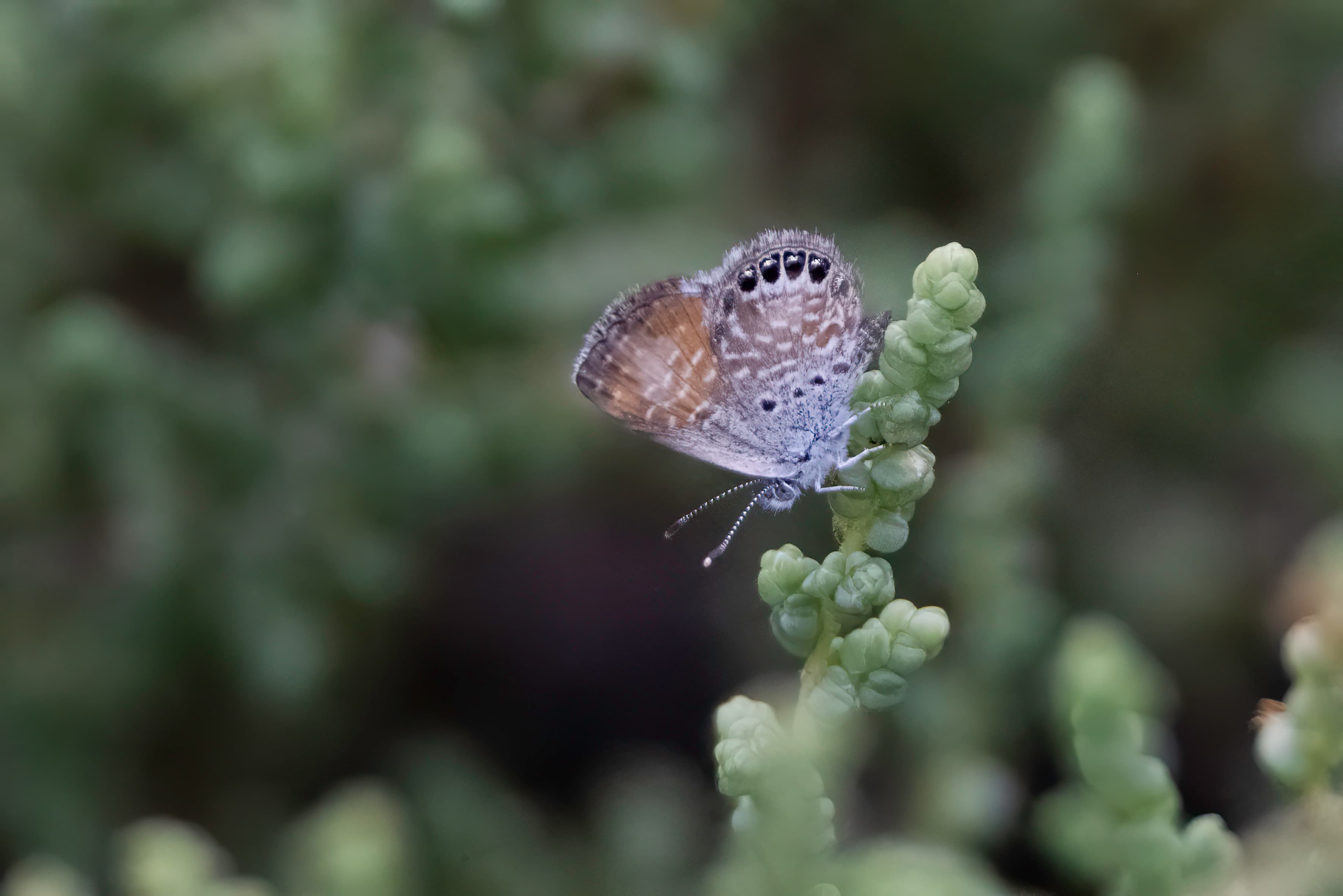 Western Pygmy Blue