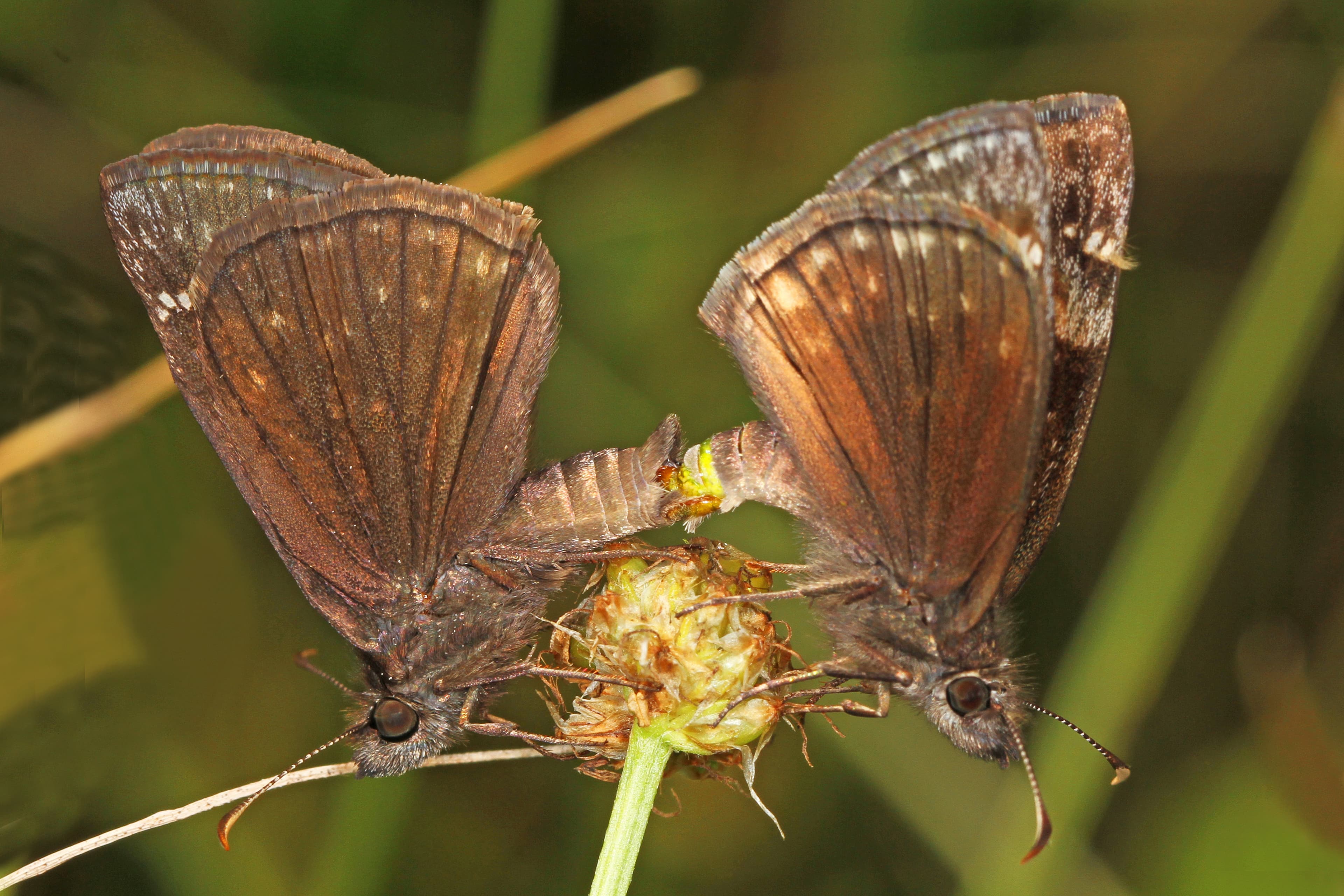 Wild Indigo Duskywing