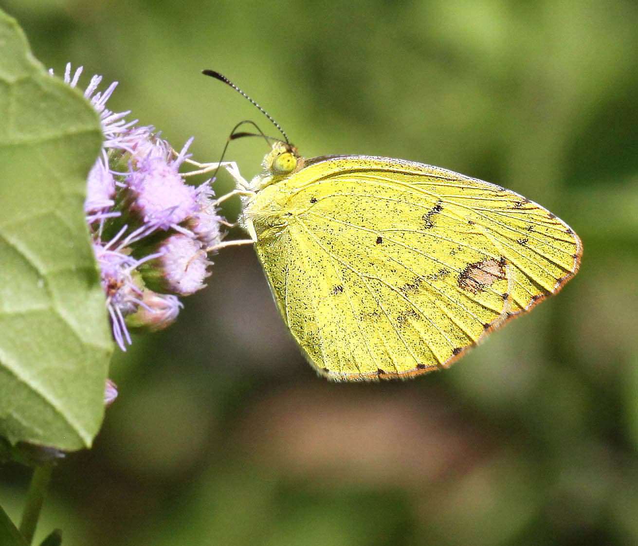Little Yellow