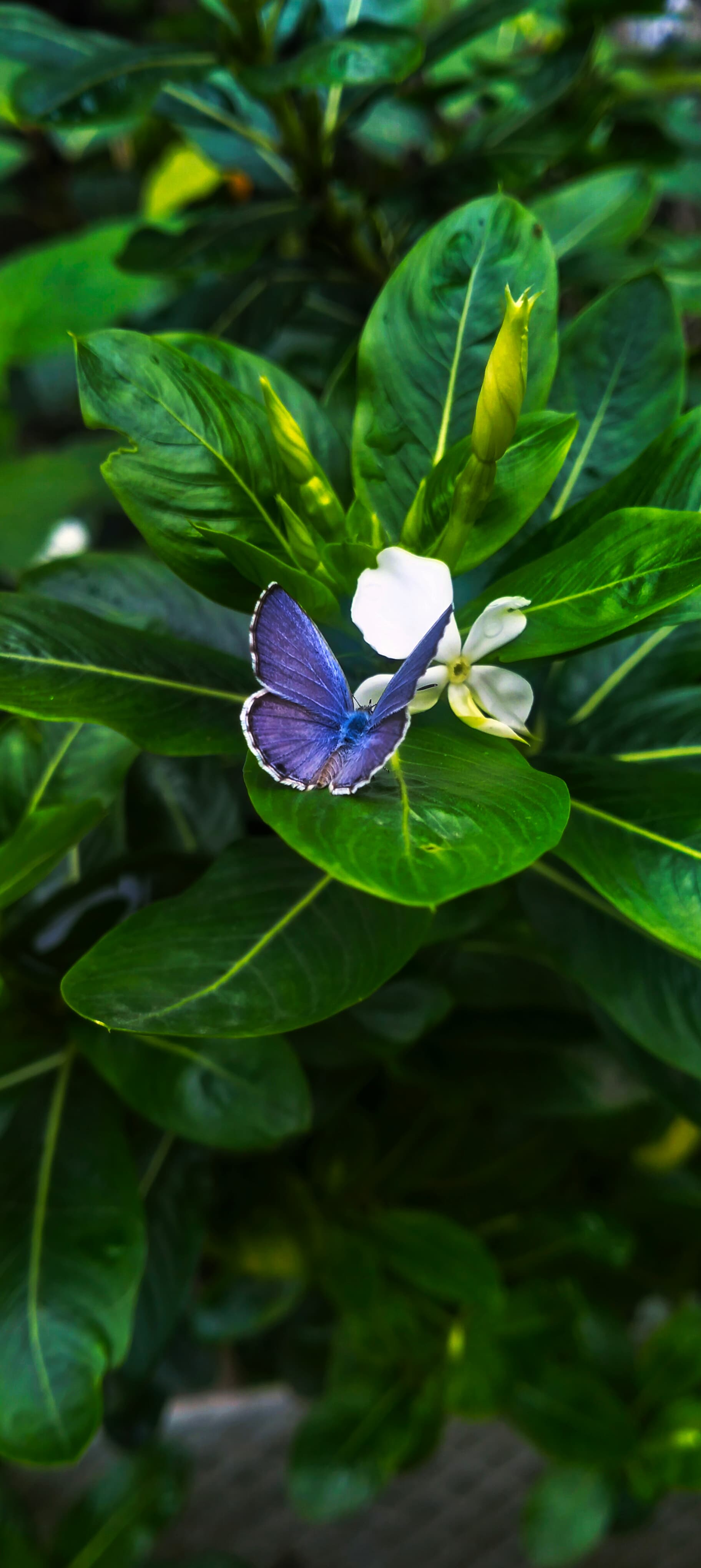 Lesser Grass Blue