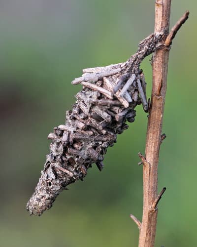 Abbot's Bagworm Moth